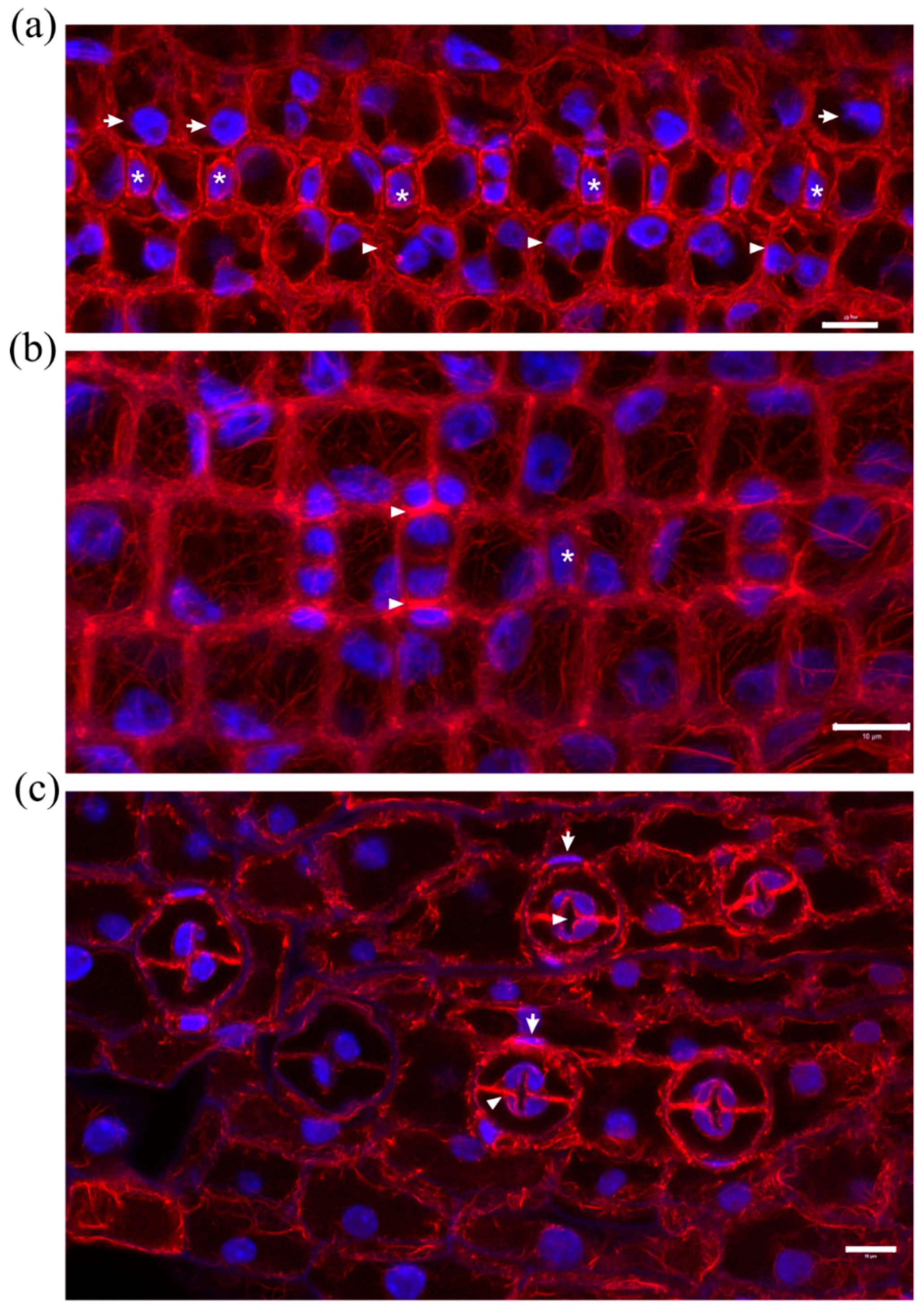 Molecules 23 01365 g005 Molecules 23 01365 g005