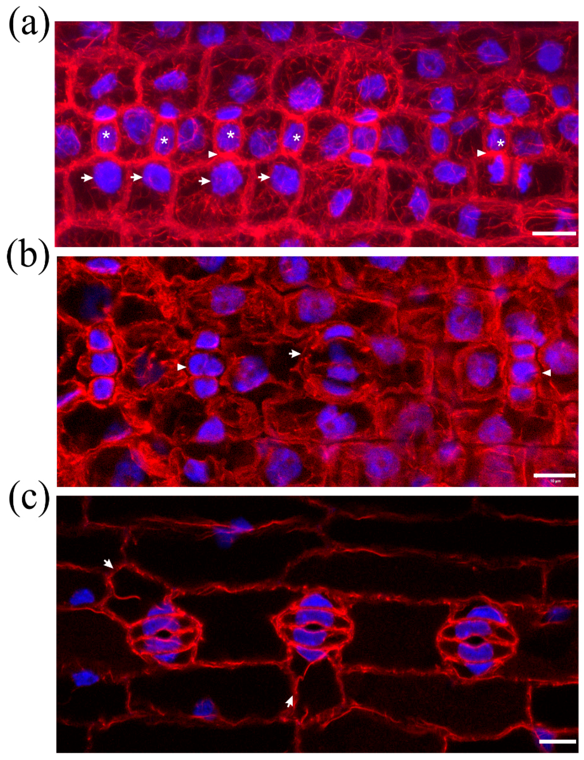 Molecules 23 01365 g006 Molecules 23 01365 g006