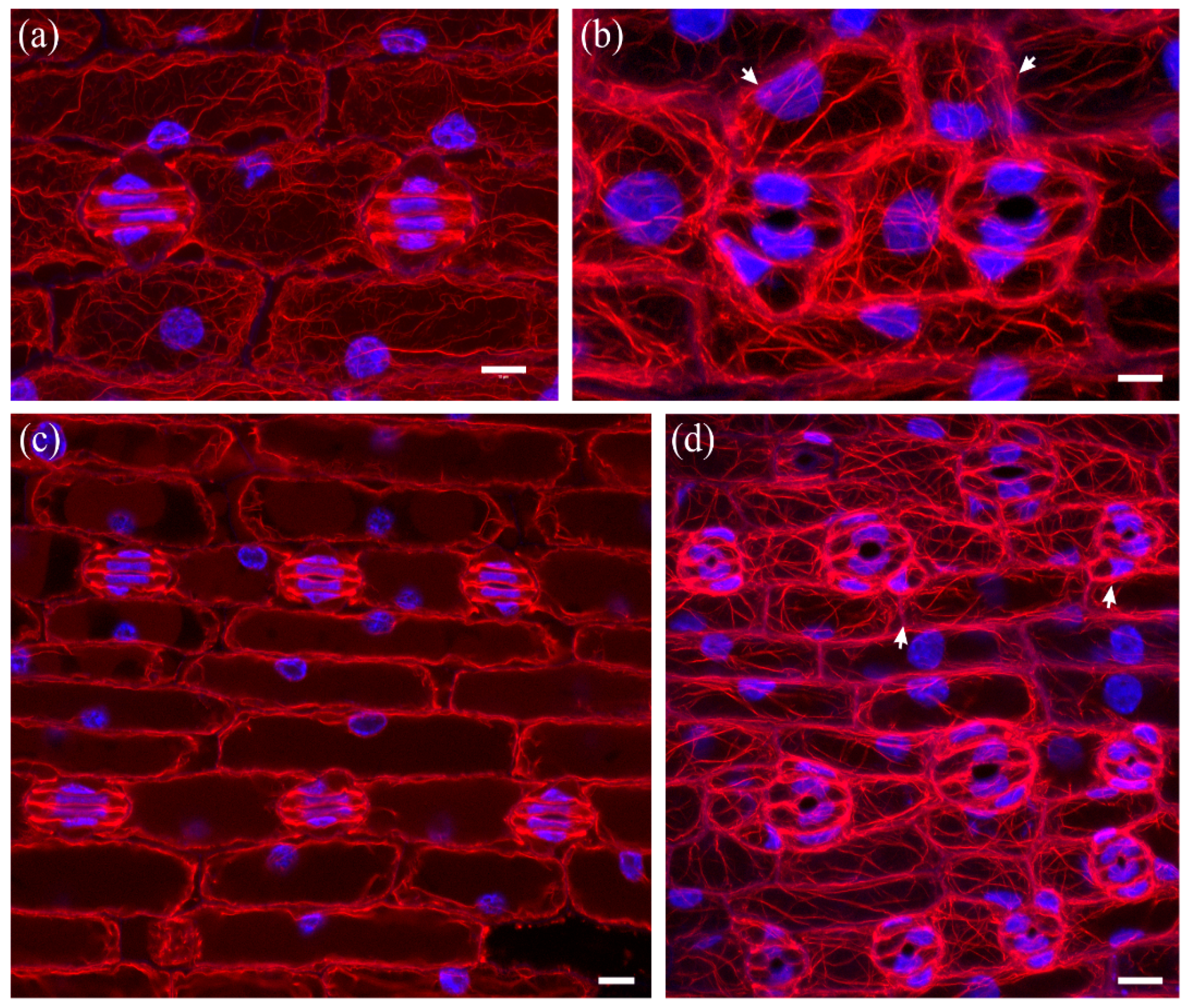 Molecules 23 01365 g007 Molecules 23 01365 g007