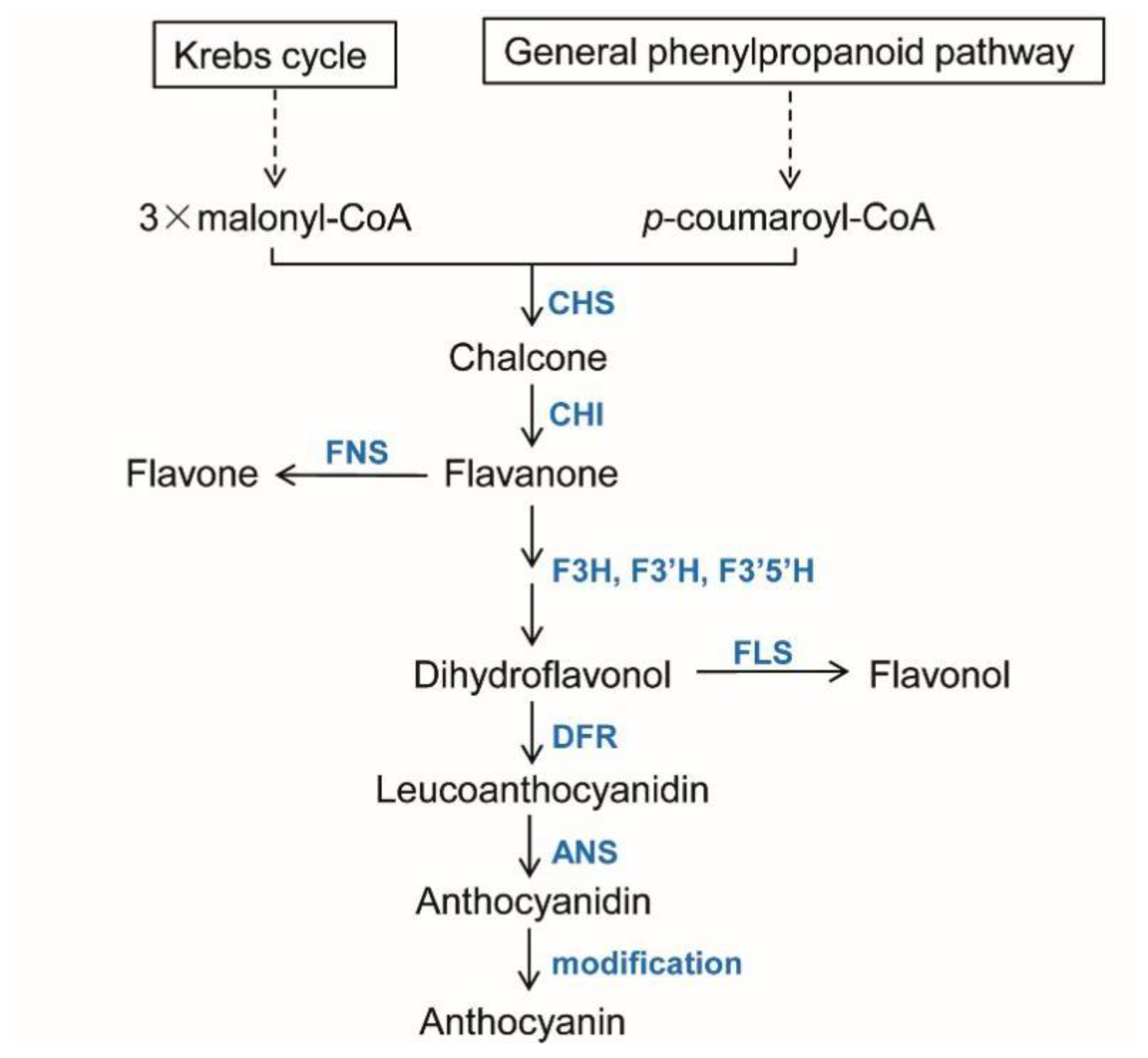 Frontiers | Cell fusion as a driver of metastasis: re