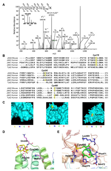 Parthenolide Inhibits STAT3 Signaling by Covalently
