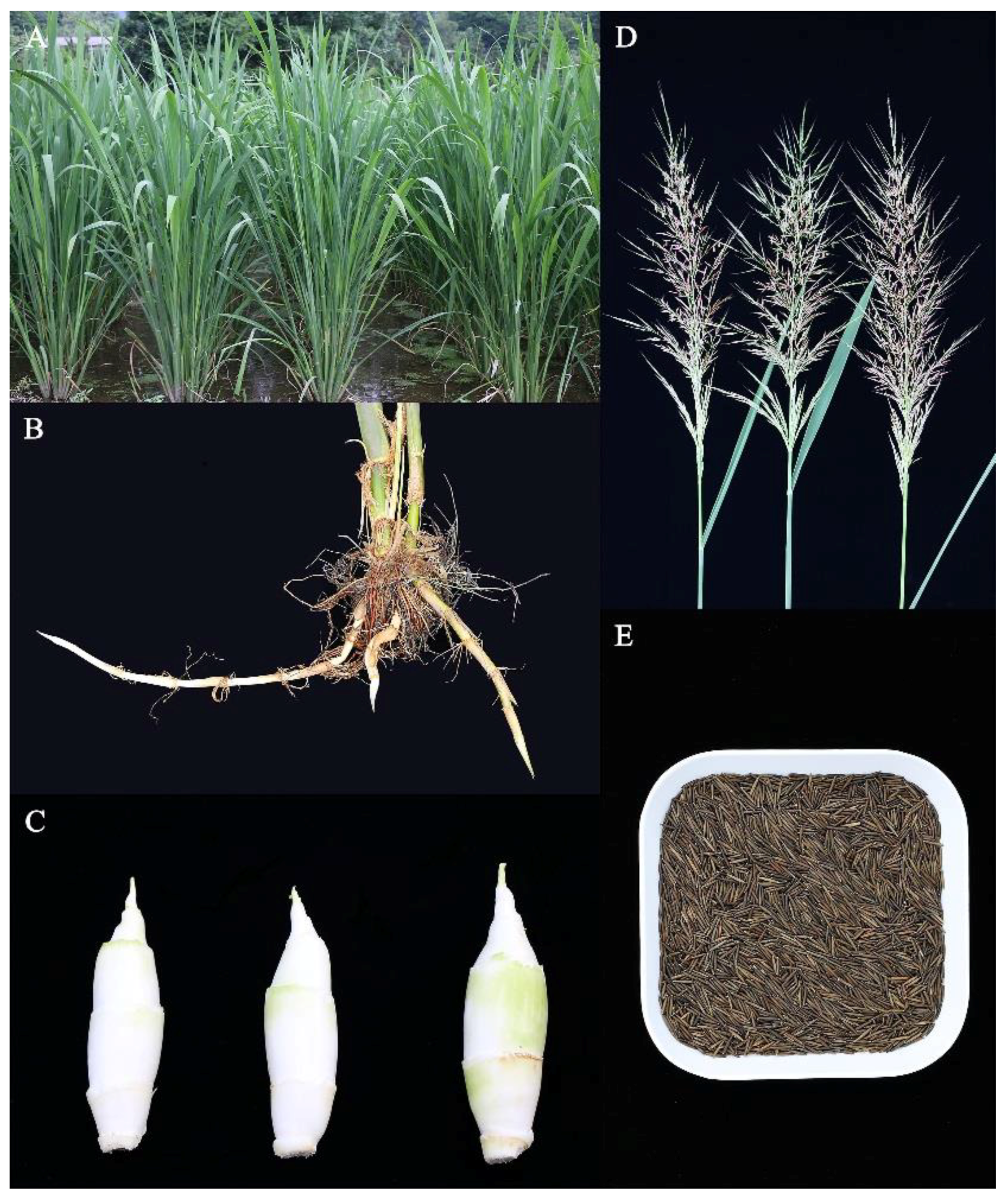 Molecules 23 01561 g001