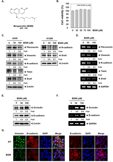 Molecules Free Full Text Bergamottin Suppresses Metastasis Of Lung Cancer Cells Through Abrogation Of Diverse Oncogenic Signaling Cascades And Epithelial To Mesenchymal Transition Html