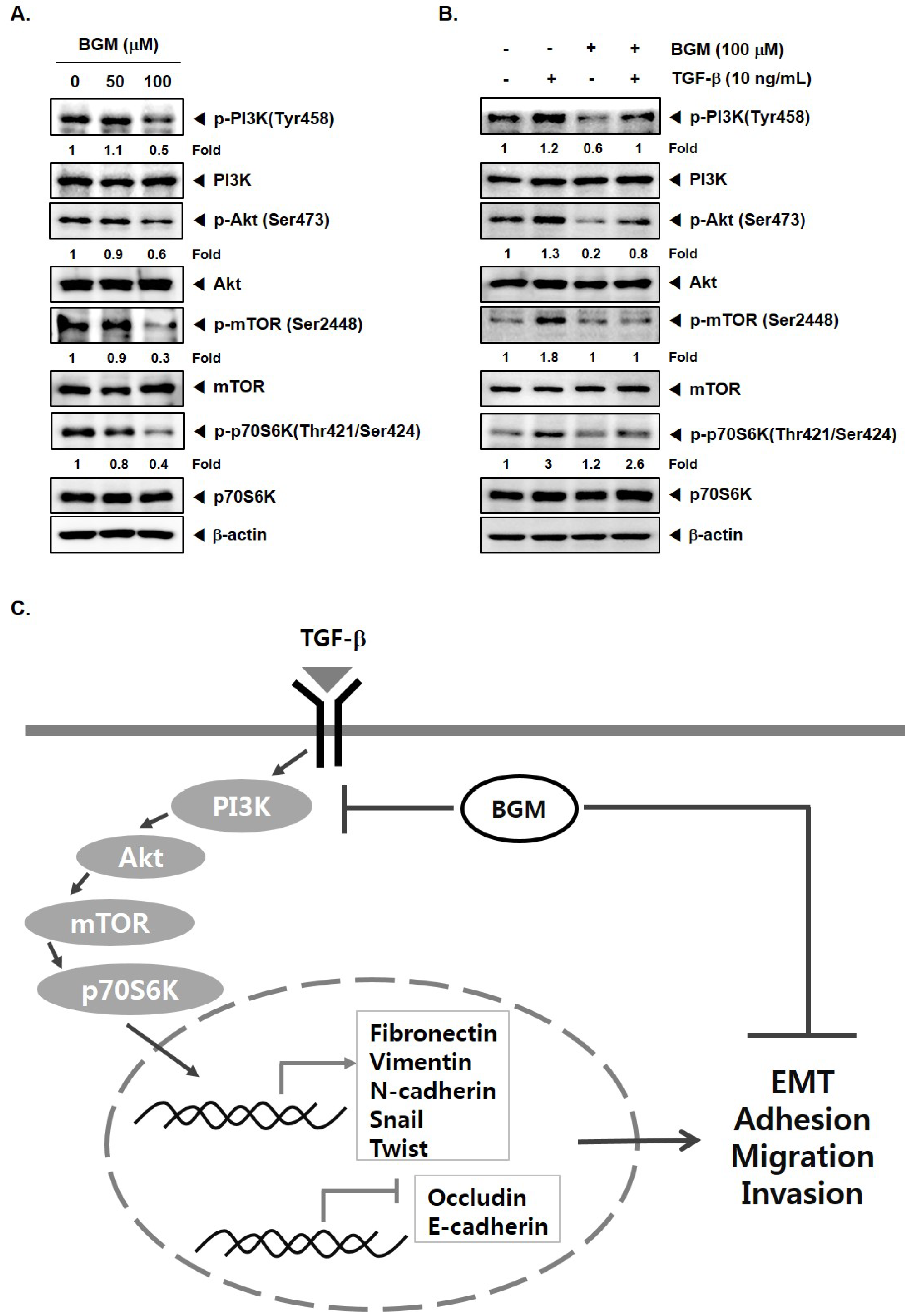 Molecules Free Full Text Bergamottin Suppresses Metastasis Of Lung Cancer Cells Through Abrogation Of Diverse Oncogenic Signaling Cascades And Epithelial To Mesenchymal Transition Html