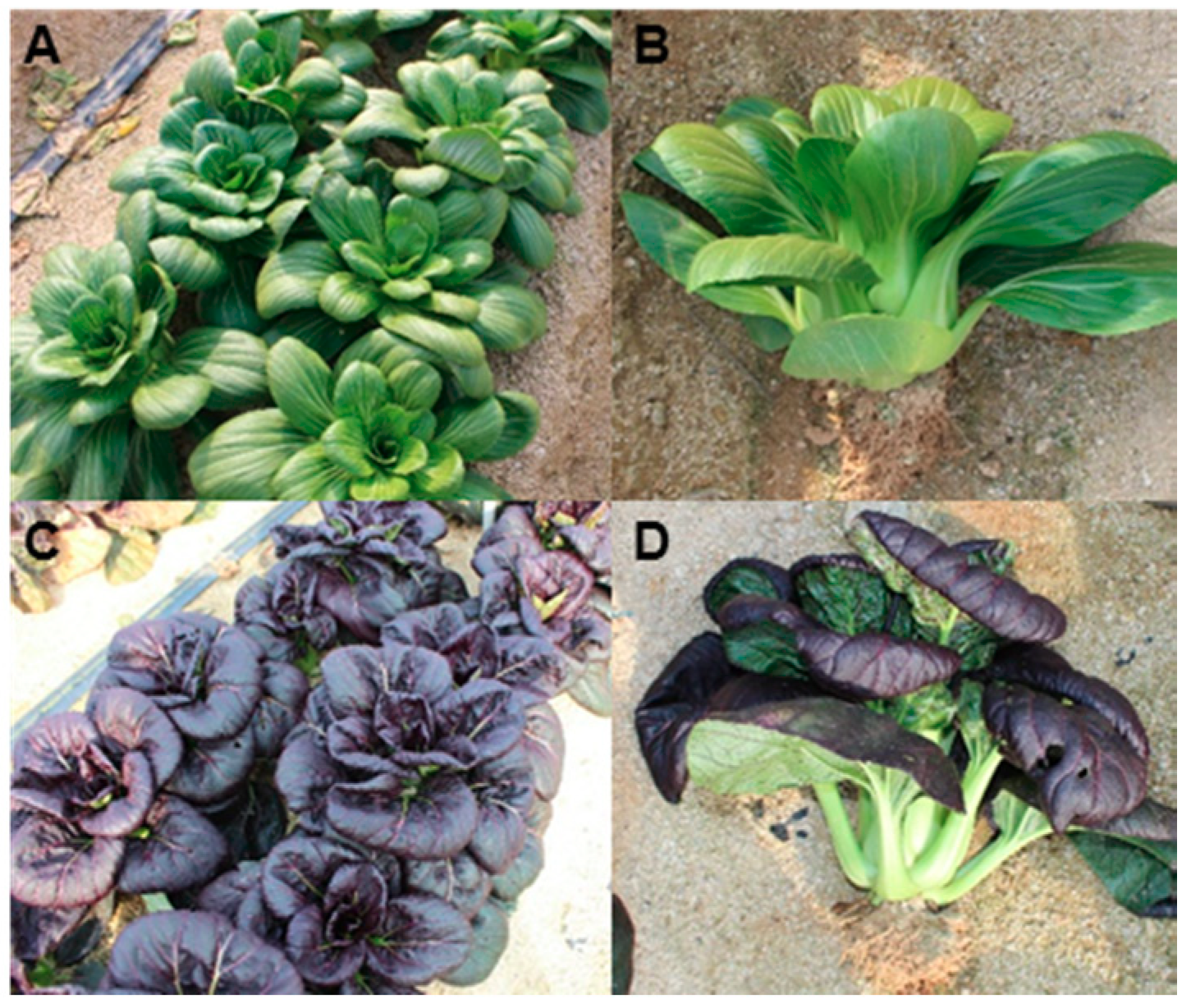 Molecules 23 01613 g001 Molecules 23 01613 g001