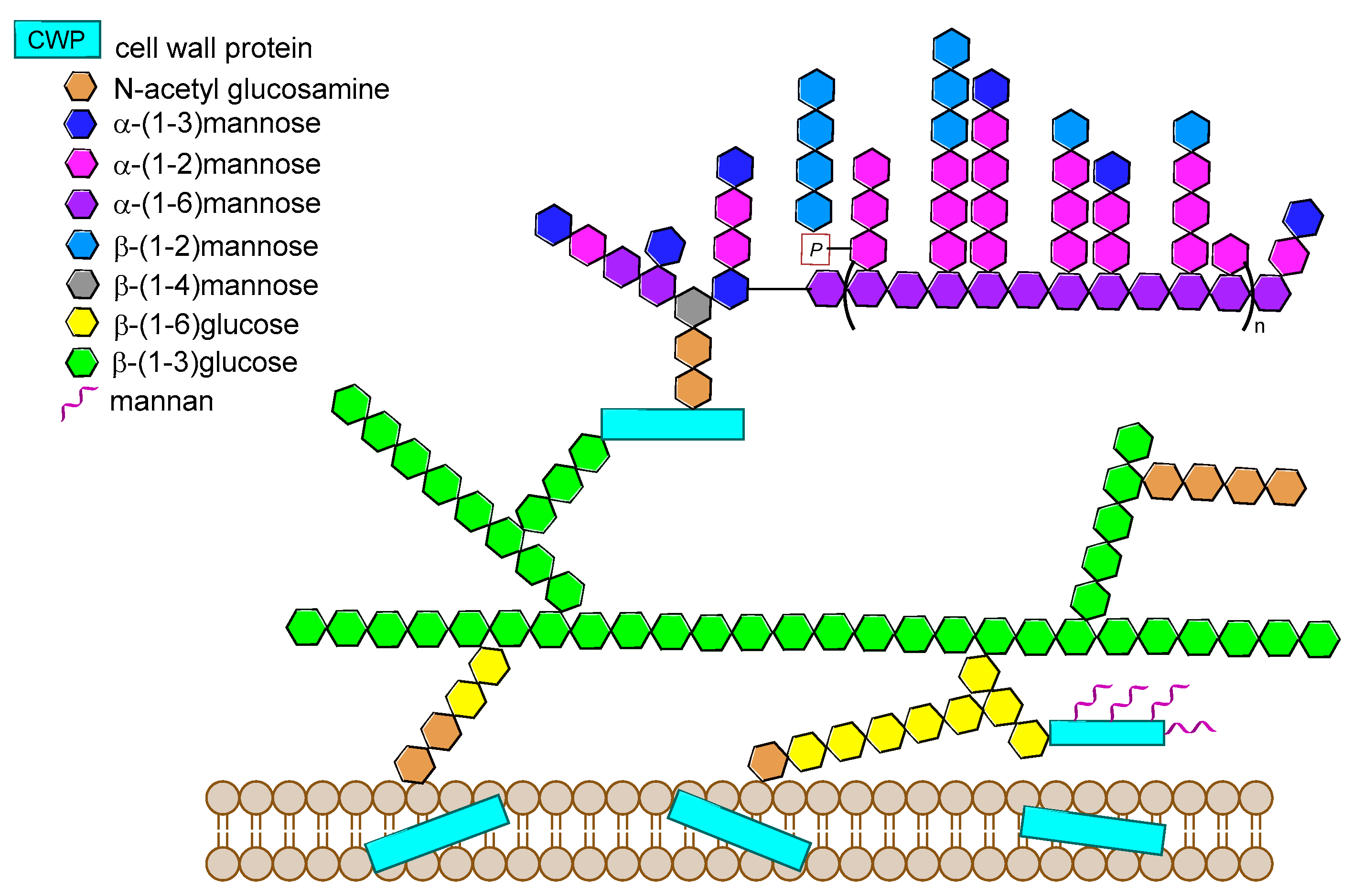 Molecules Free Full Text Recent Advances In The Synthesis Of Glycoconjugates For Vaccine Development Html