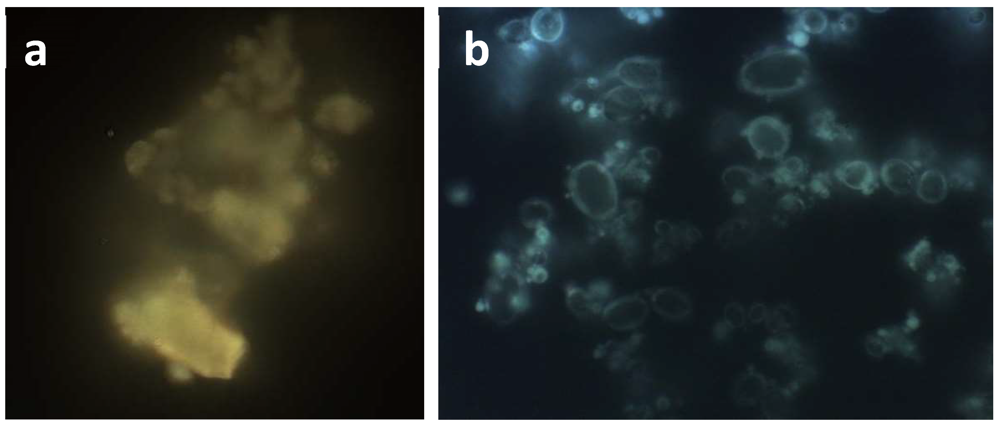 Molecules 23 01716 g002 Molecules 23 01716 g002