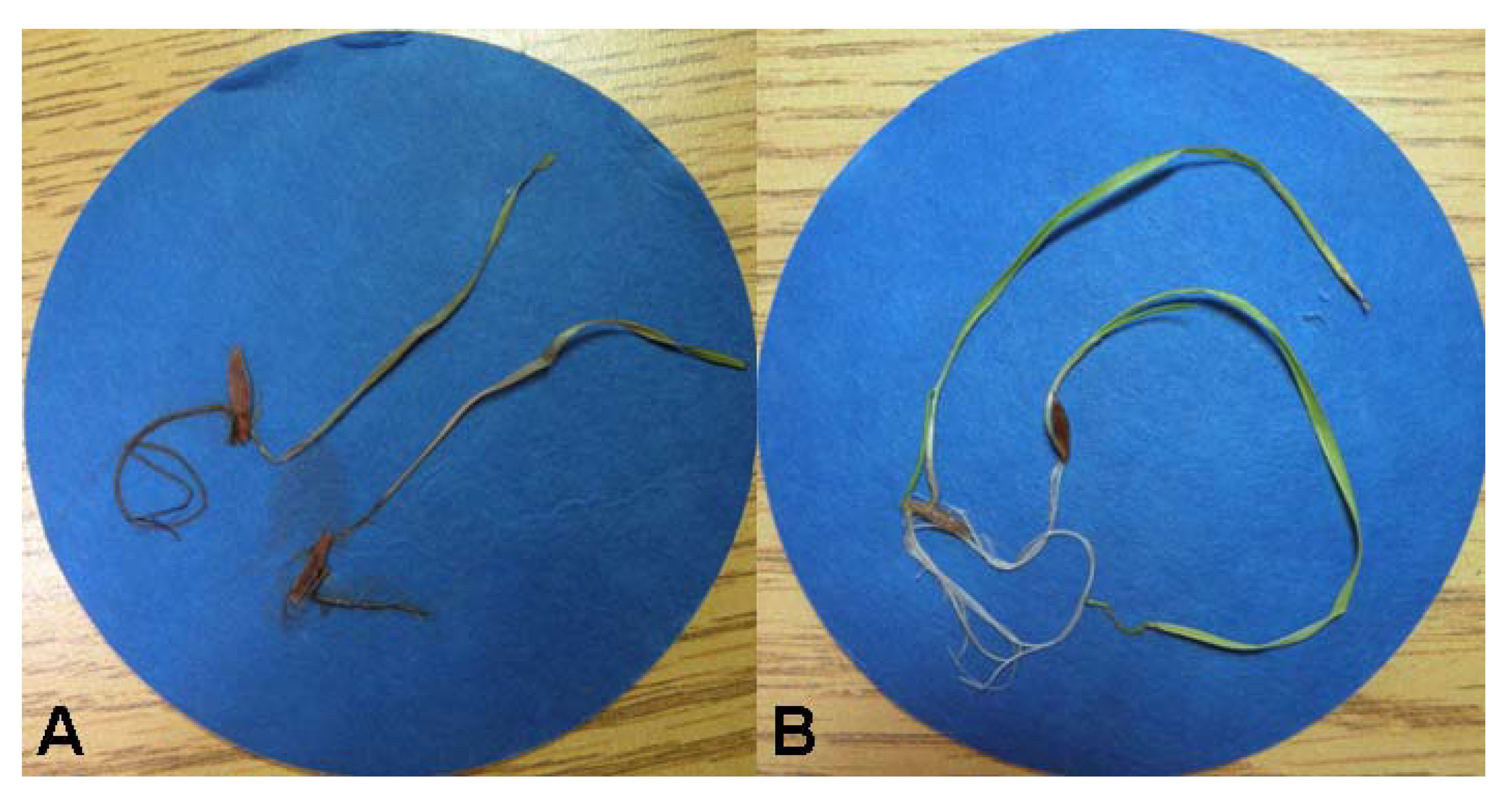 Molecules 23 01734 g001