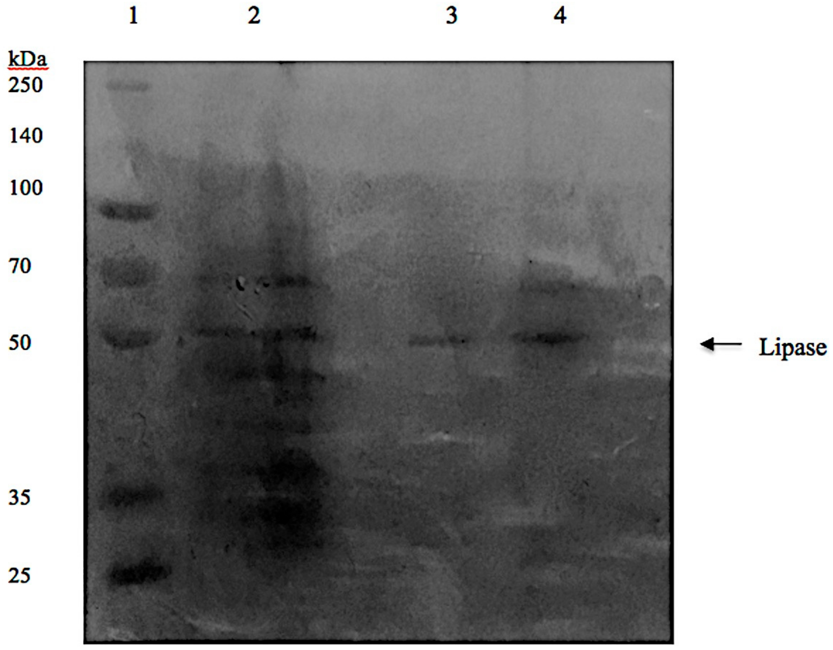Molecules 23 01800 g005 550