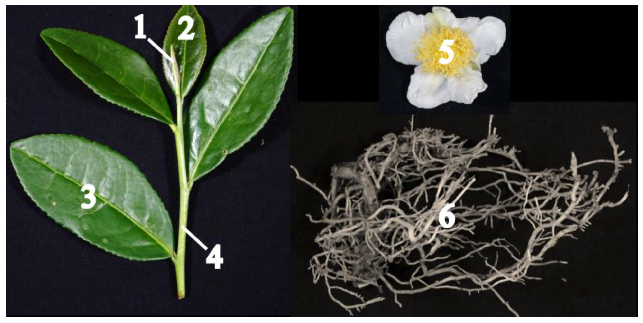 Molecules 23 01817 g001 Molecules 23 01817 g001