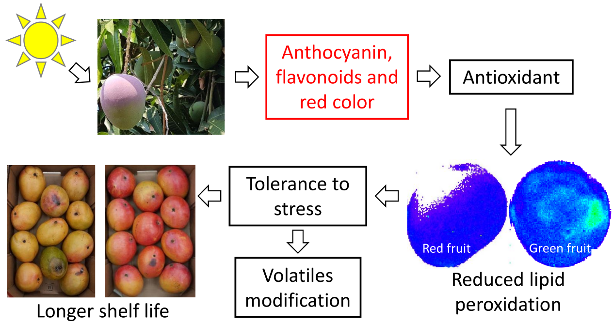 Molecules Free FullText Improved Cold Tolerance of Mango Fruit