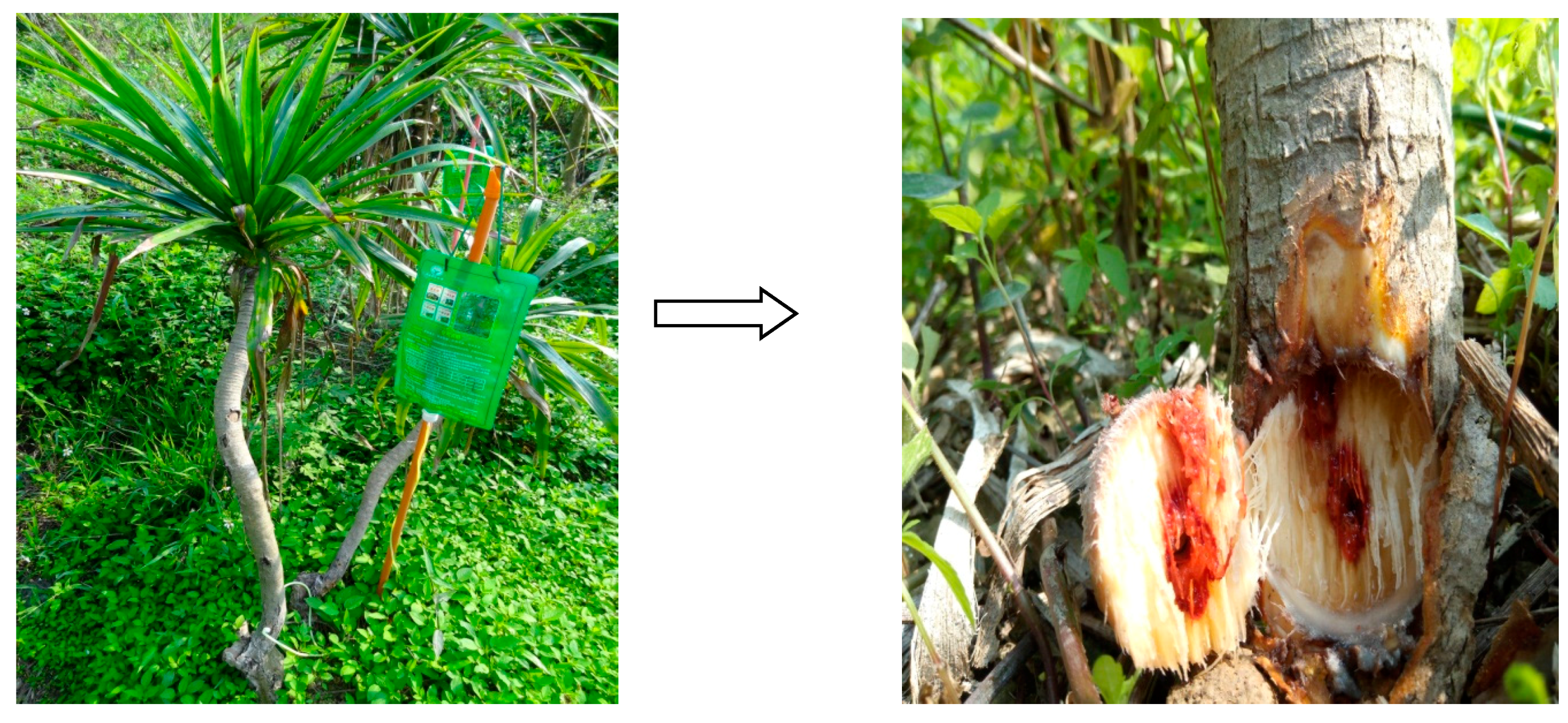 Molecules 23 01850 g005