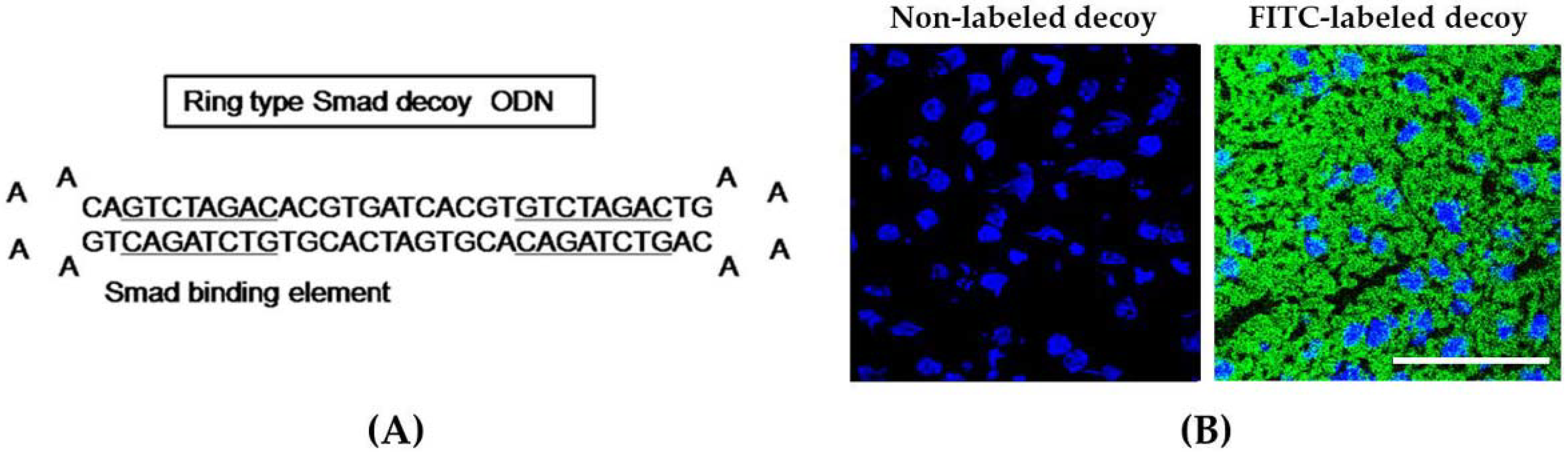 Molecules 23 01991 g001 Molecules 23 01991 g001