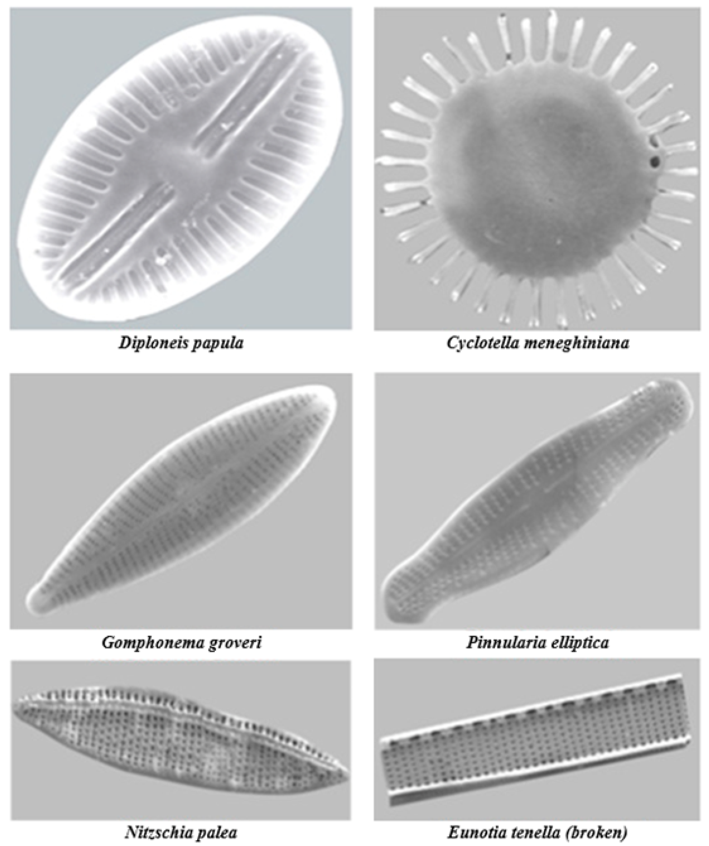 Molecules 23 02021 g006 Molecules 23 02021 g006