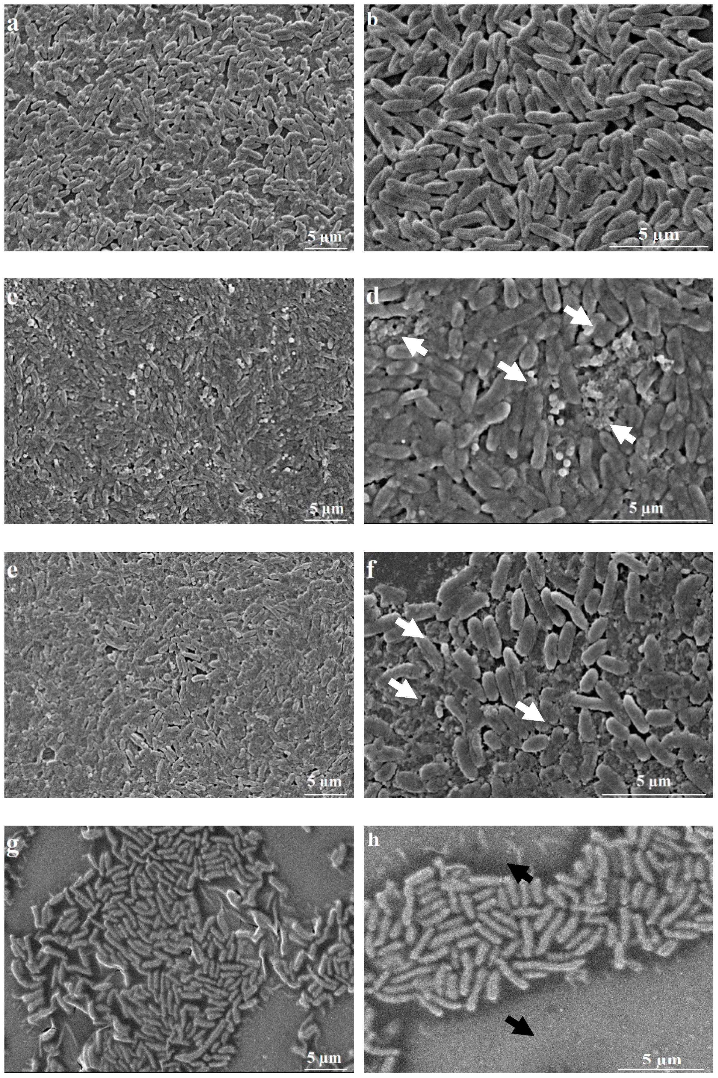 Molecules Free Full Text Anti Quorum Sensing Activity Of 12 Essential Oils On Chromobacterium Violaceum And Specific Action Of Cis Cis P Menthenolide From Corsican Mentha Suaveolens Ssp Insularis Html