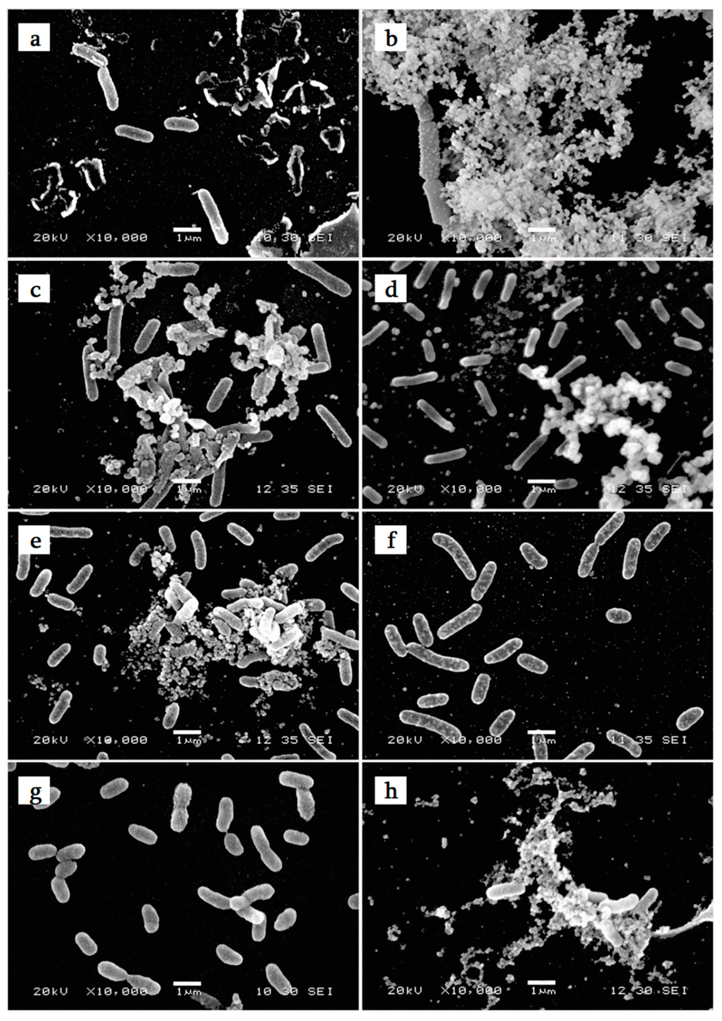 Molecules 23 02180 g001