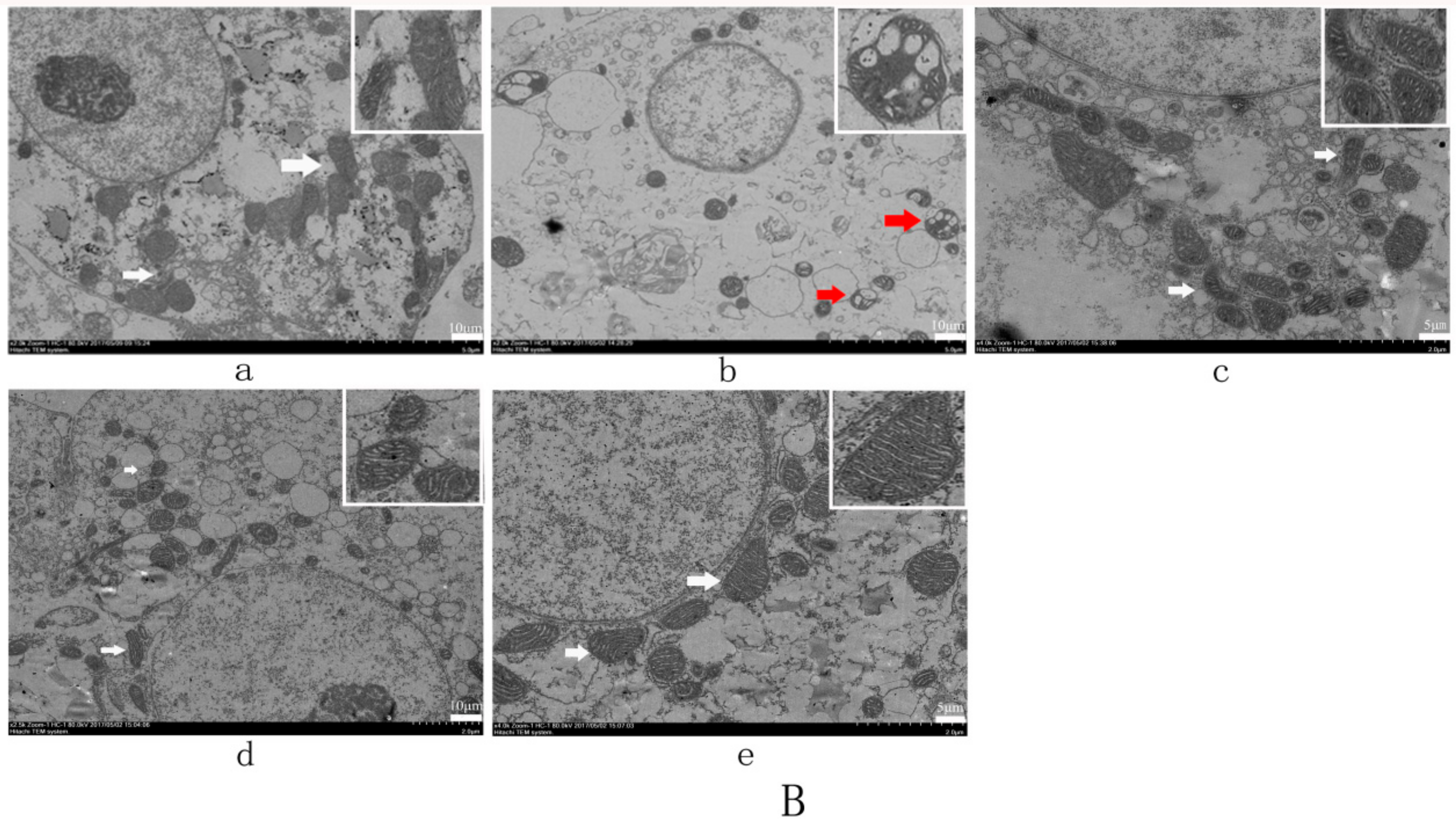 Molecules 23 02378 g003b