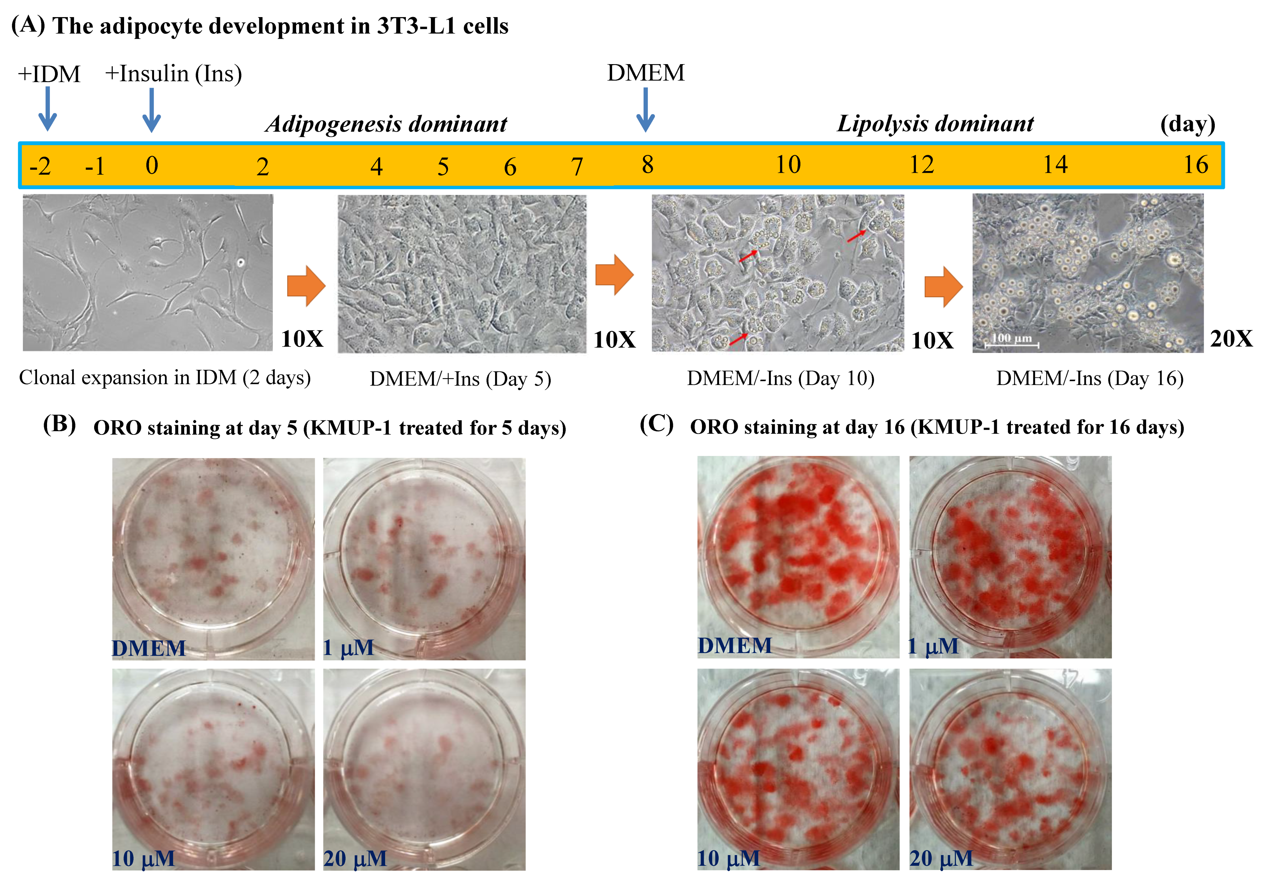 Molecules 23 02433 g001
