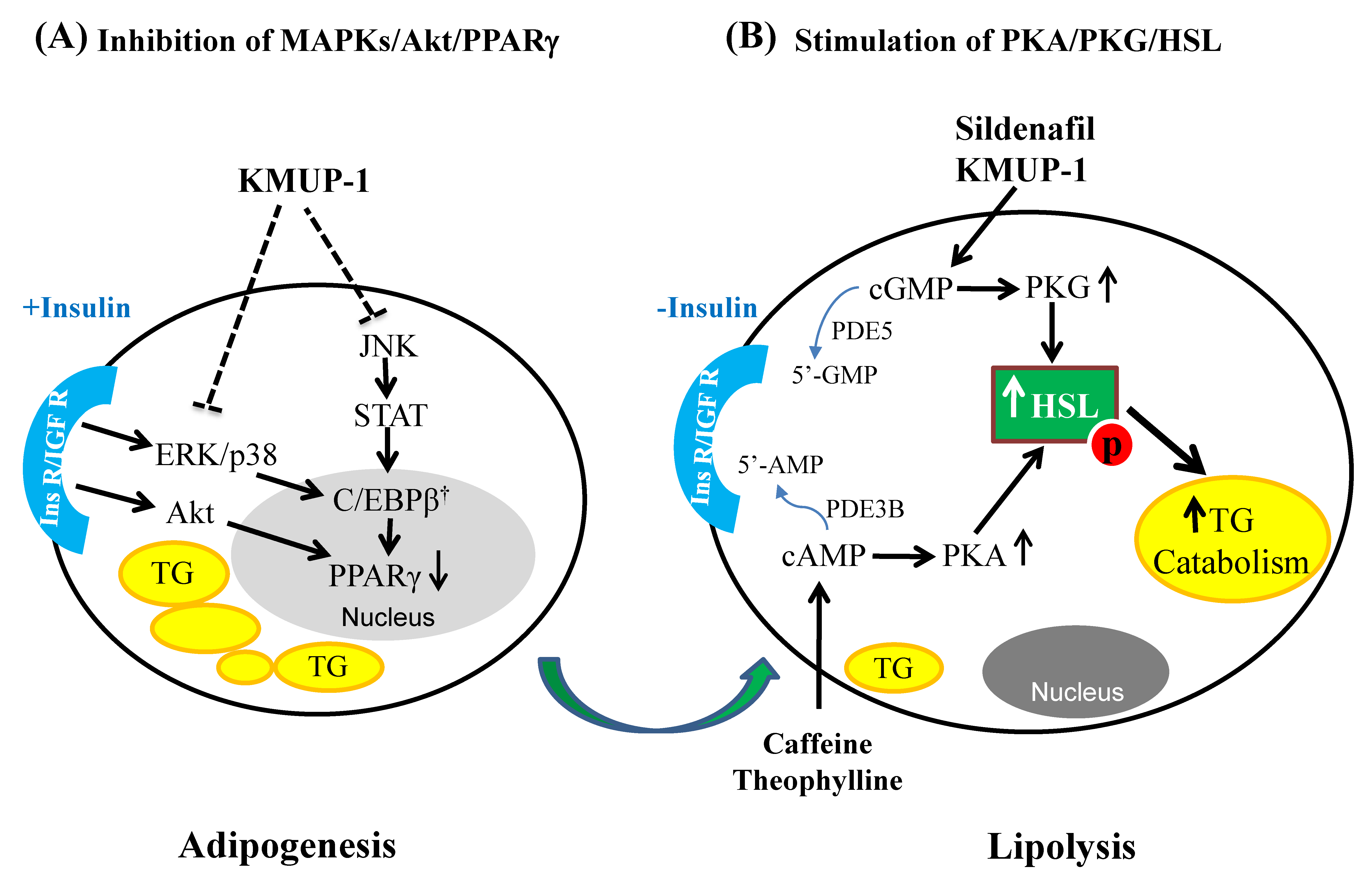 Molecules 23 02433 g008