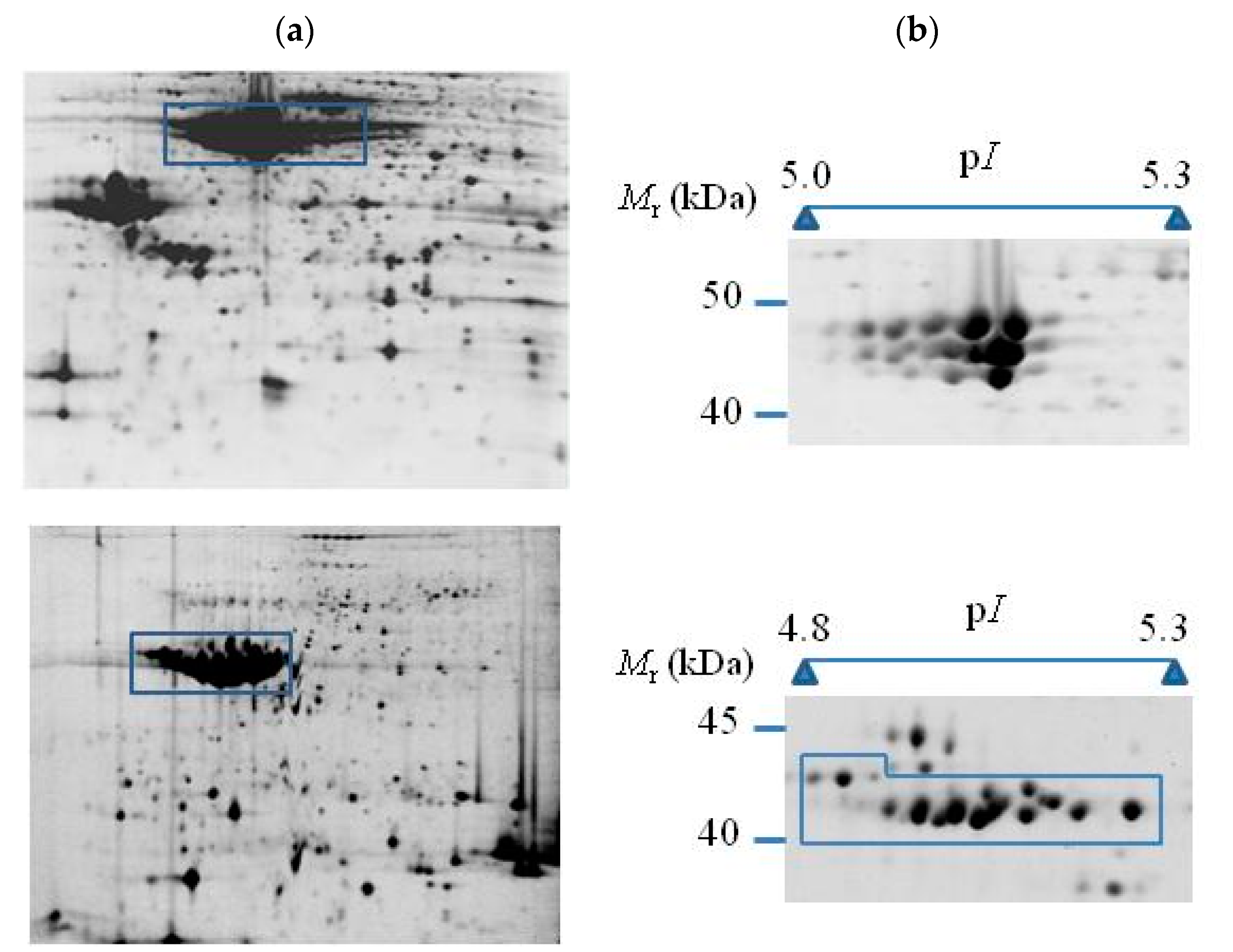 Molecules Free Full Text Advances In The Biology Of Seed And Vegetative Storage Proteins Based On Two Dimensional Electrophoresis Coupled To Mass Spectrometry Html Molecules Free Full Text Advances In The Biology Of Seed And Vegetative Storage Proteins Based On Two Dimensional Electrophoresis Coupled To Mass Spectrometry Html