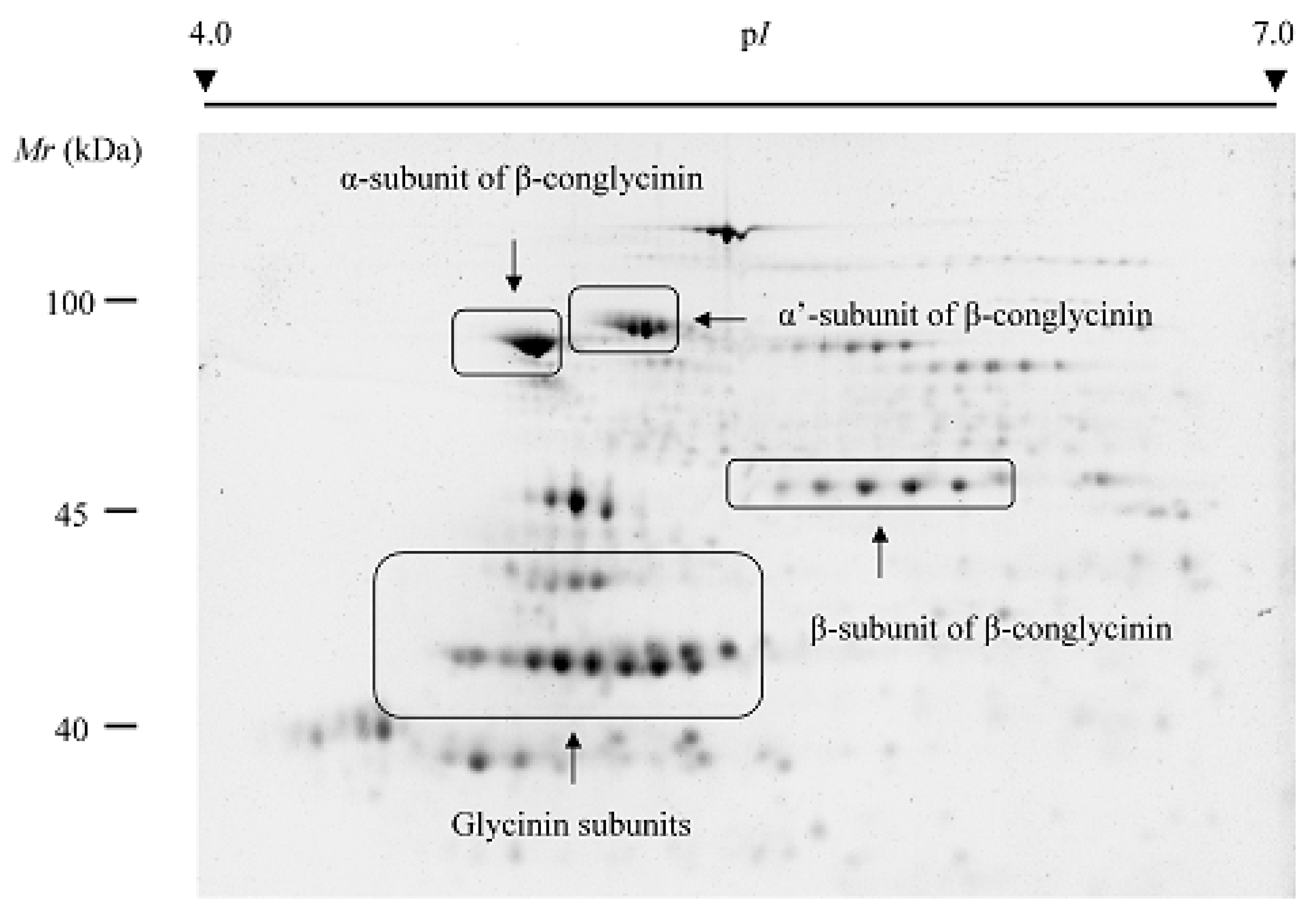 Molecules Free Full Text Advances In The Biology Of Seed And Vegetative Storage Proteins Based On Two Dimensional Electrophoresis Coupled To Mass Spectrometry Html Molecules Free Full Text Advances In The Biology Of Seed And Vegetative Storage Proteins Based On Two Dimensional Electrophoresis Coupled To Mass Spectrometry Html