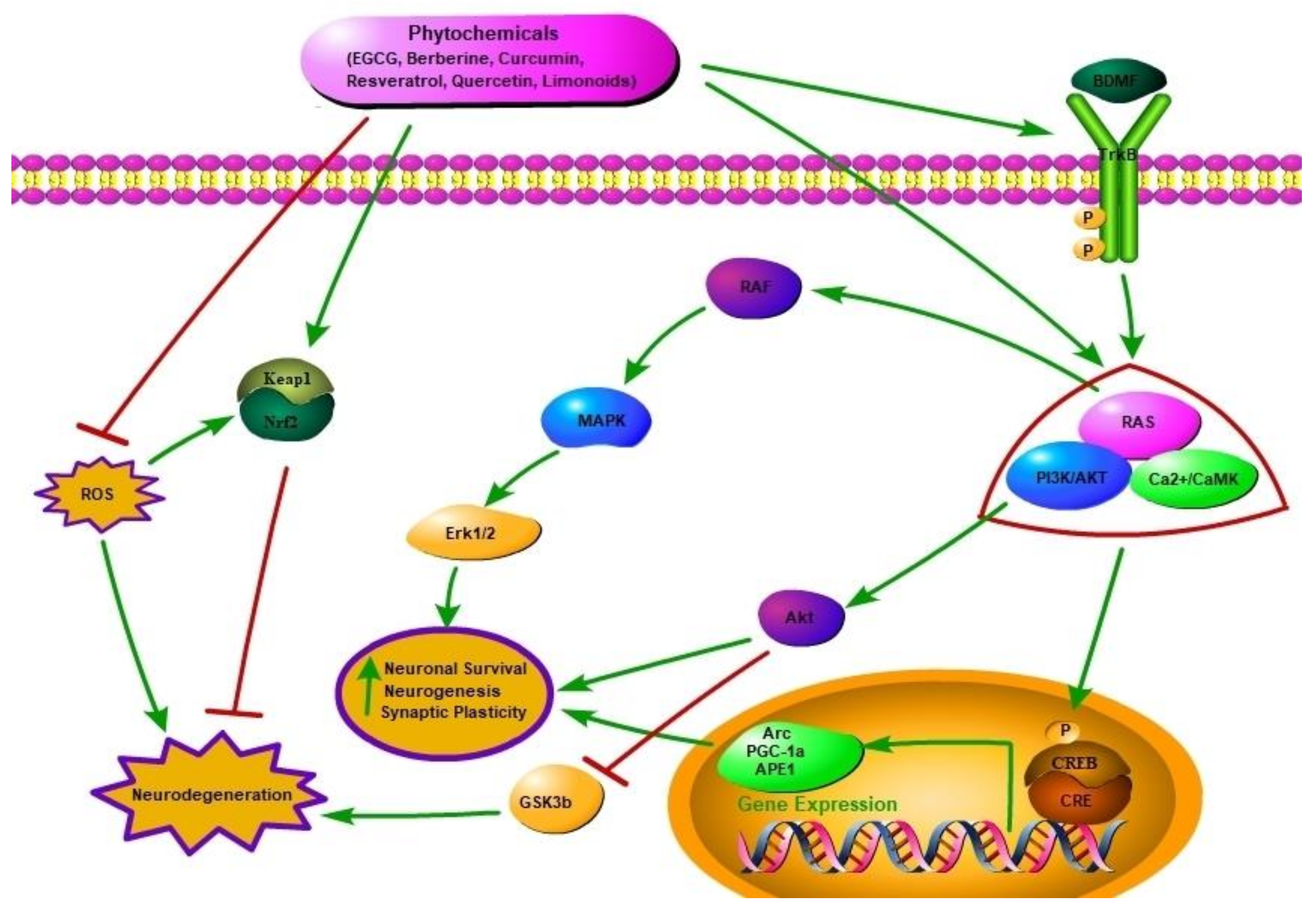 Molecules 23 02485 g002 Molecules 23 02485 g002