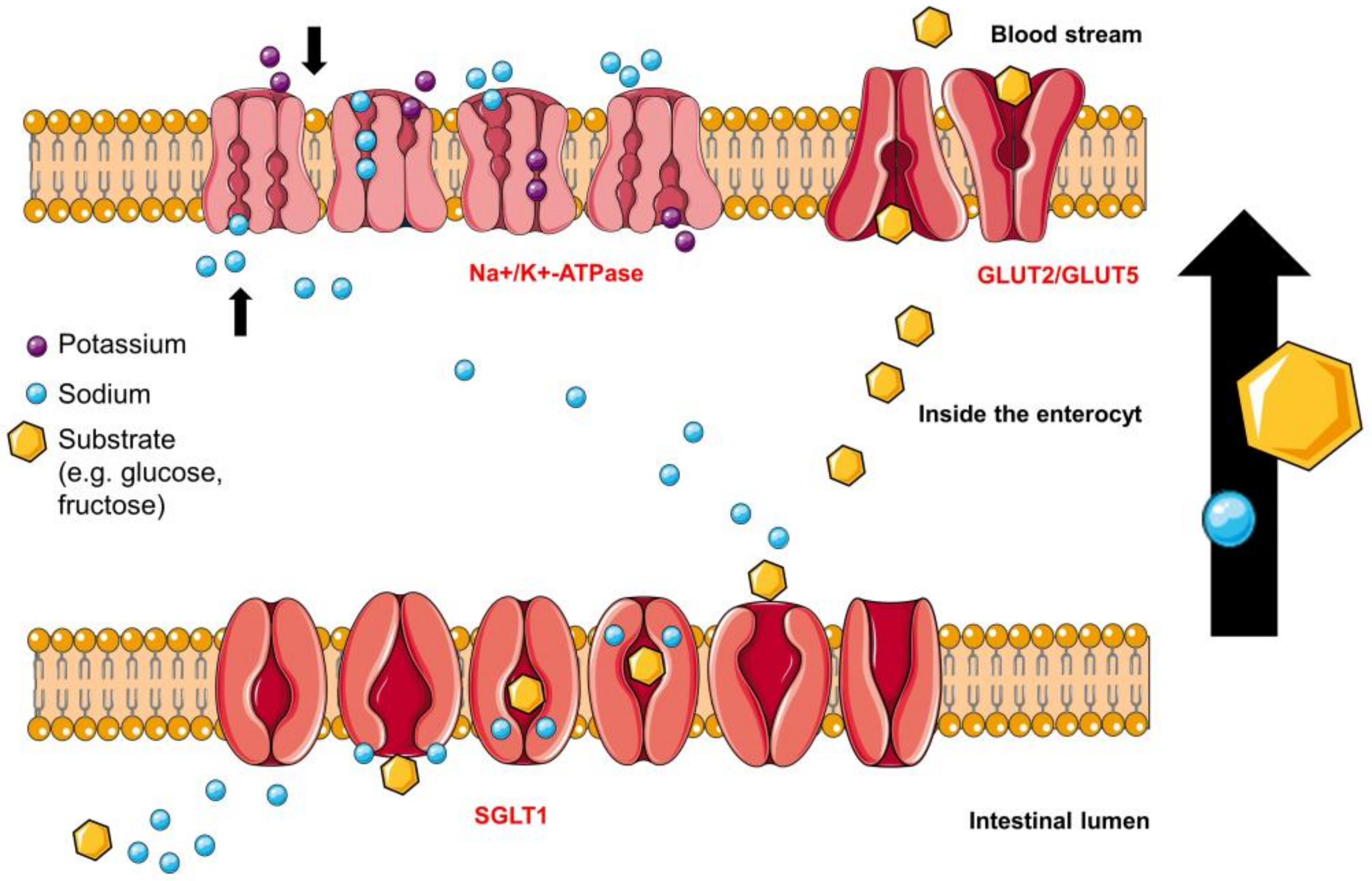 Molecules 23 02544 g005 Molecules 23 02544 g005