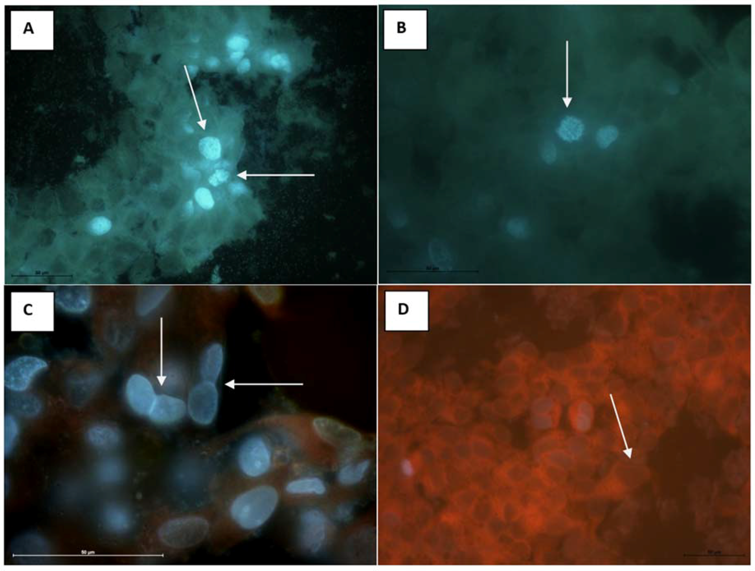 Molecules 23 02566 g006 Molecules 23 02566 g006