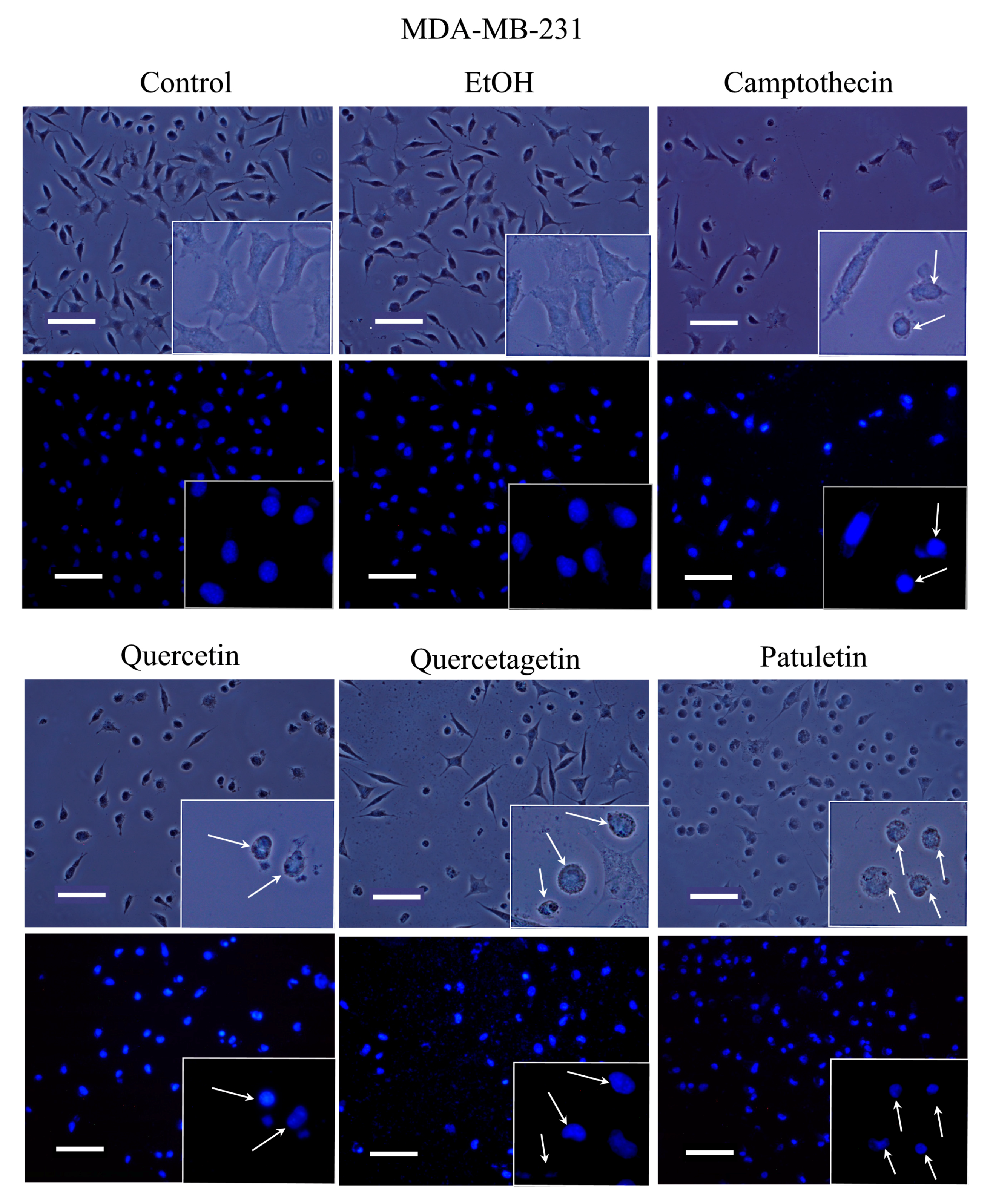 Molecules 23 02579 g007