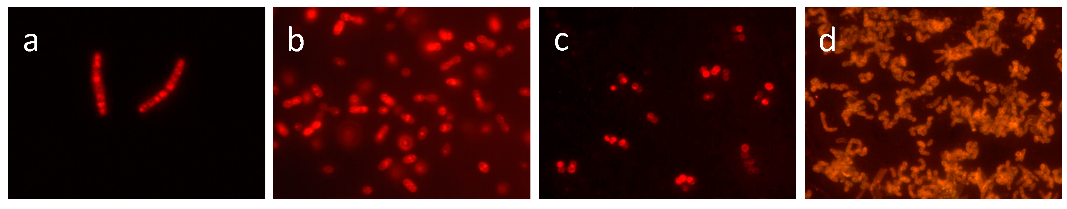 Molecules 23 02583 g001 Molecules 23 02583 g001