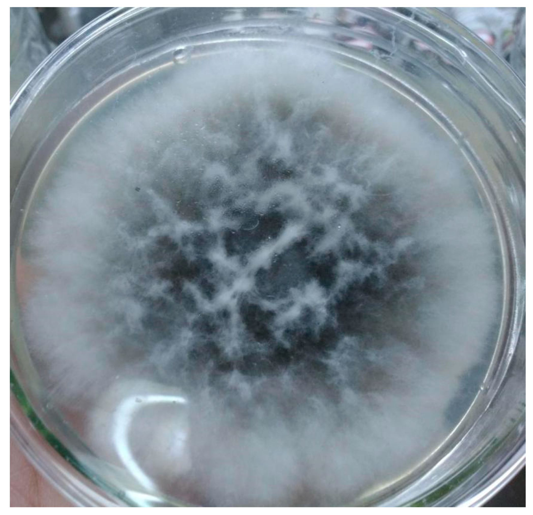 Molecules 23 02586 g003