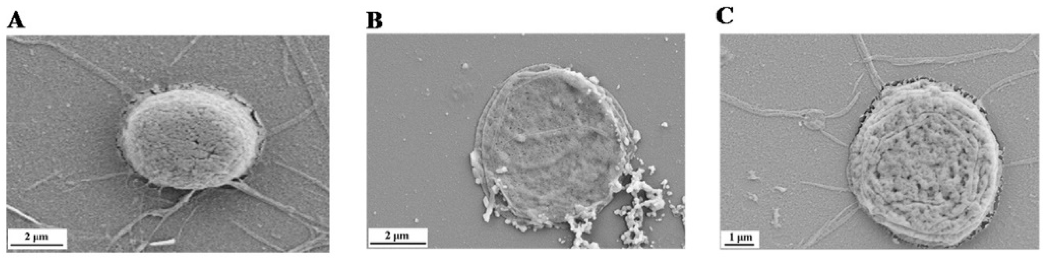 Molecules 23 02592 g003 Molecules 23 02592 g003
