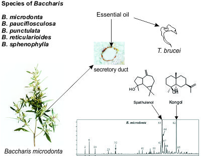 Molecules Free Full Text Essential Oils Of Five Baccharis