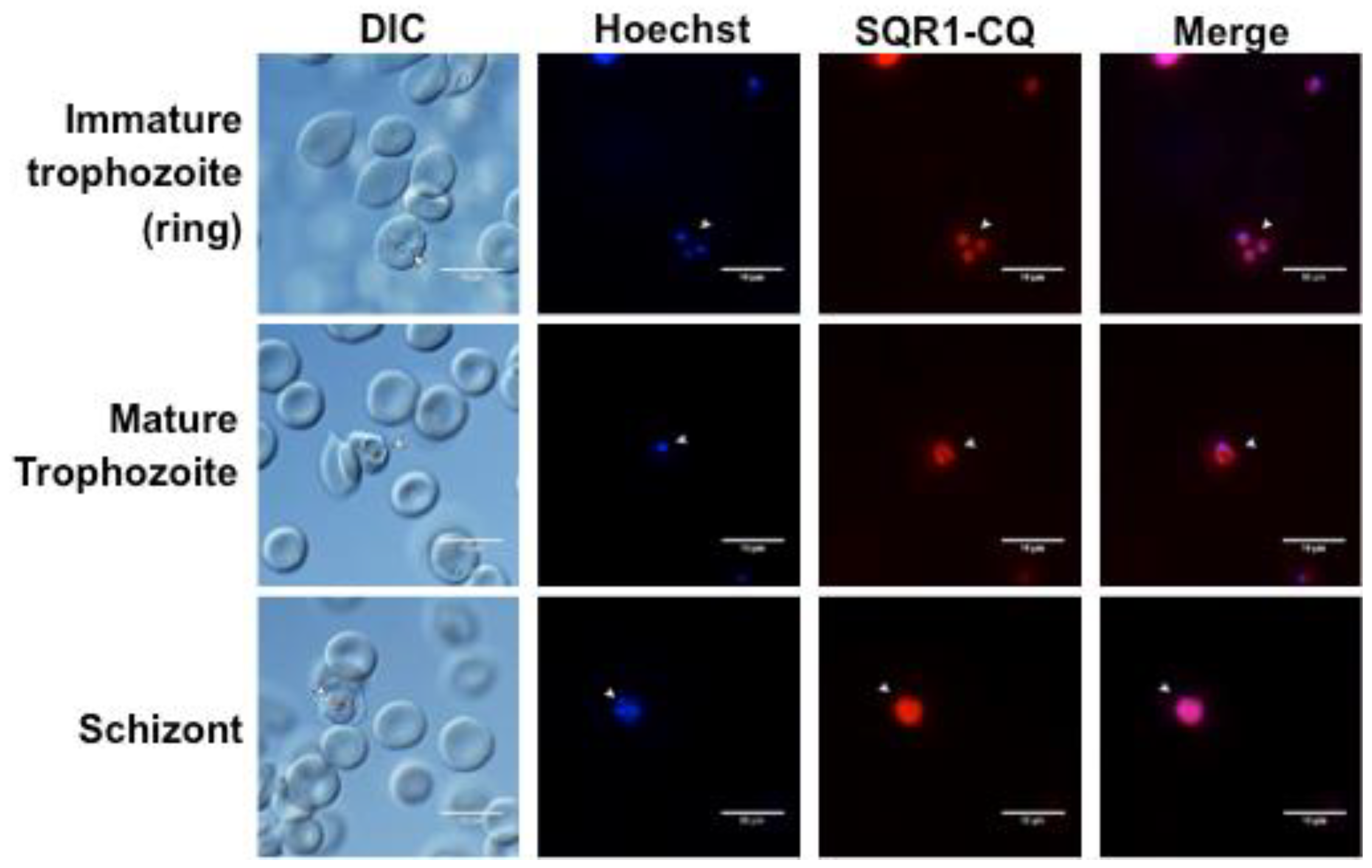 Molecules 23 02635 g001