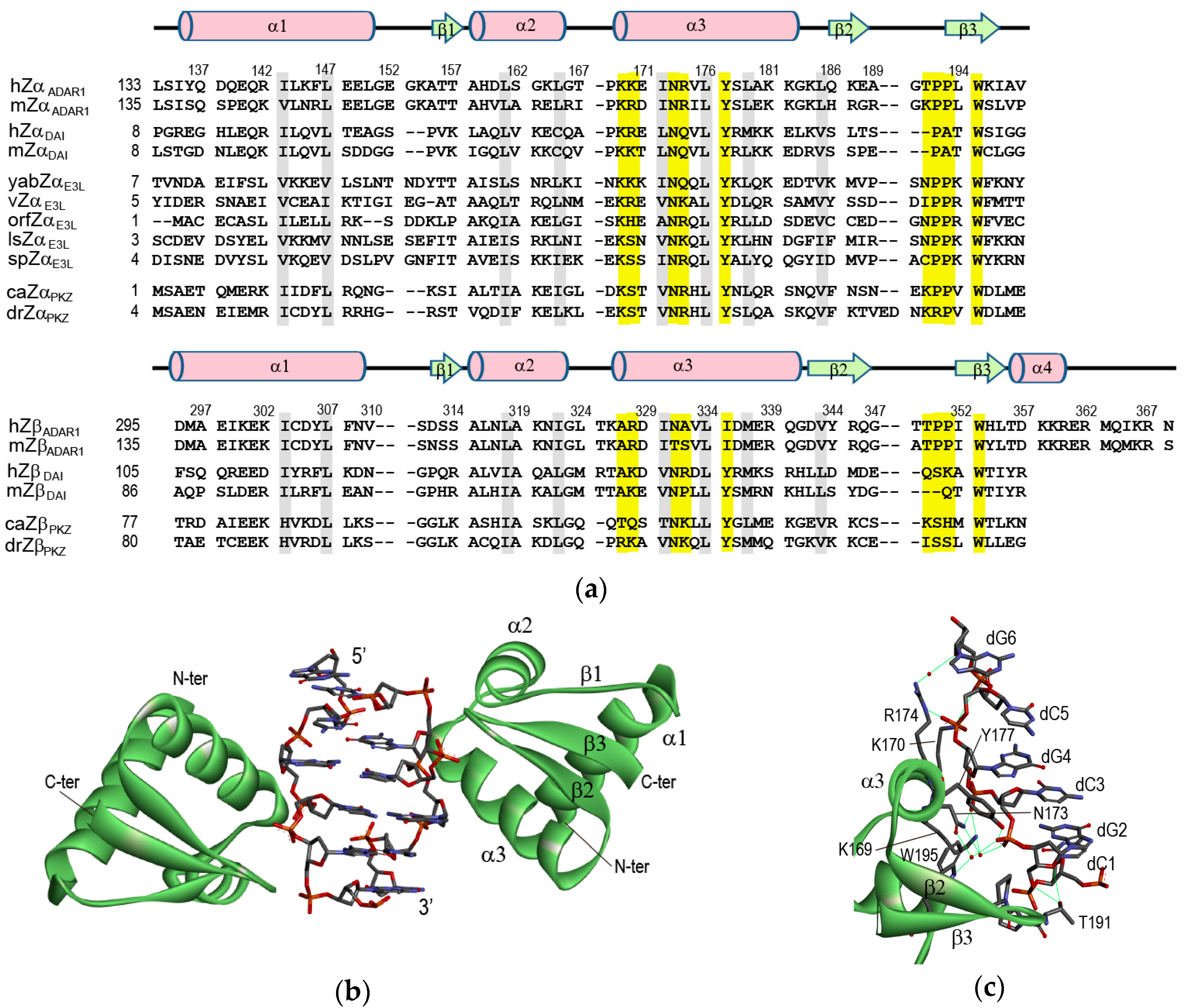 Molecules Free Full Text Thermodynamic Model For B Z Transition Of Dna Induced By Z Dna Binding Proteins Html Molecules Free Full Text Thermodynamic Model For B Z Transition Of Dna Induced By Z Dna Binding Proteins Html