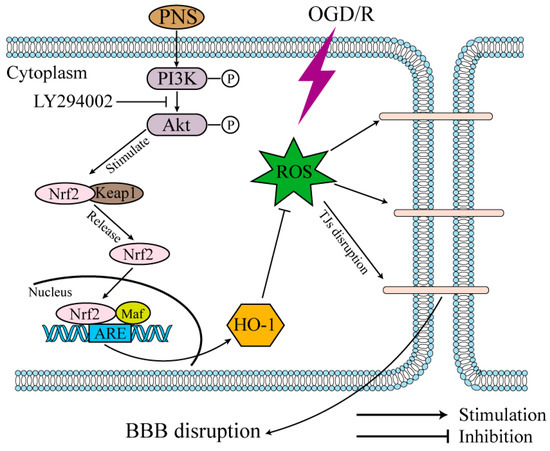 Panax notoginseng Saponins Protect Cerebral Microvascular