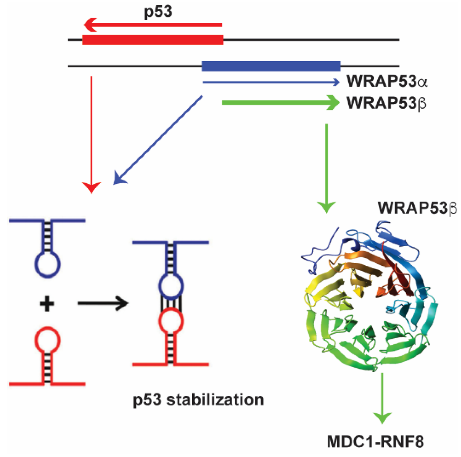 Molecules 23 02789 g001 Molecules 23 02789 g001