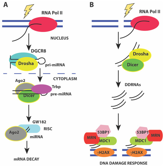 Regulation of DNA Double-Strand Break Repair by Non-Coding RNAs