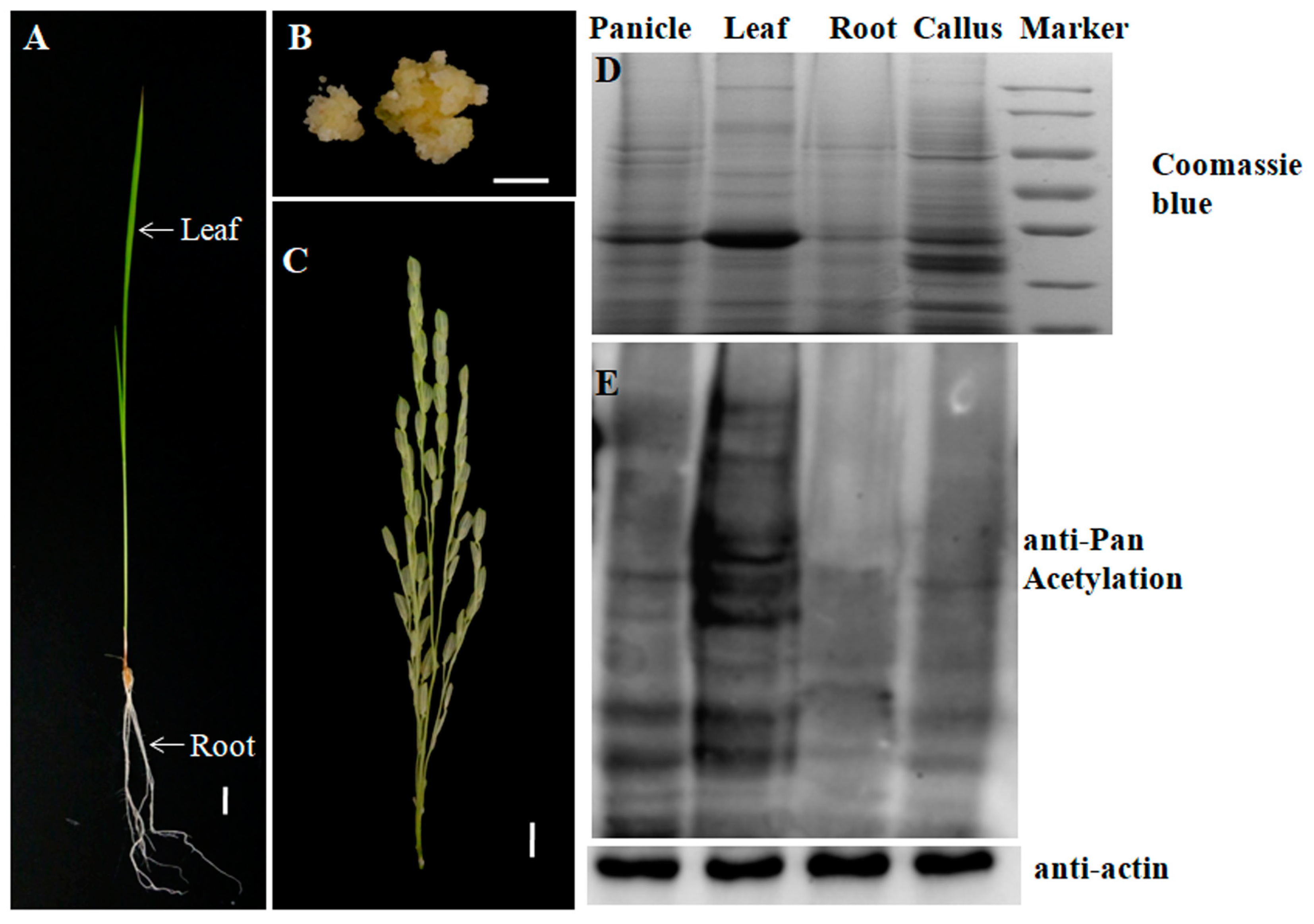 Molecules 23 02843 g001 Molecules 23 02843 g001