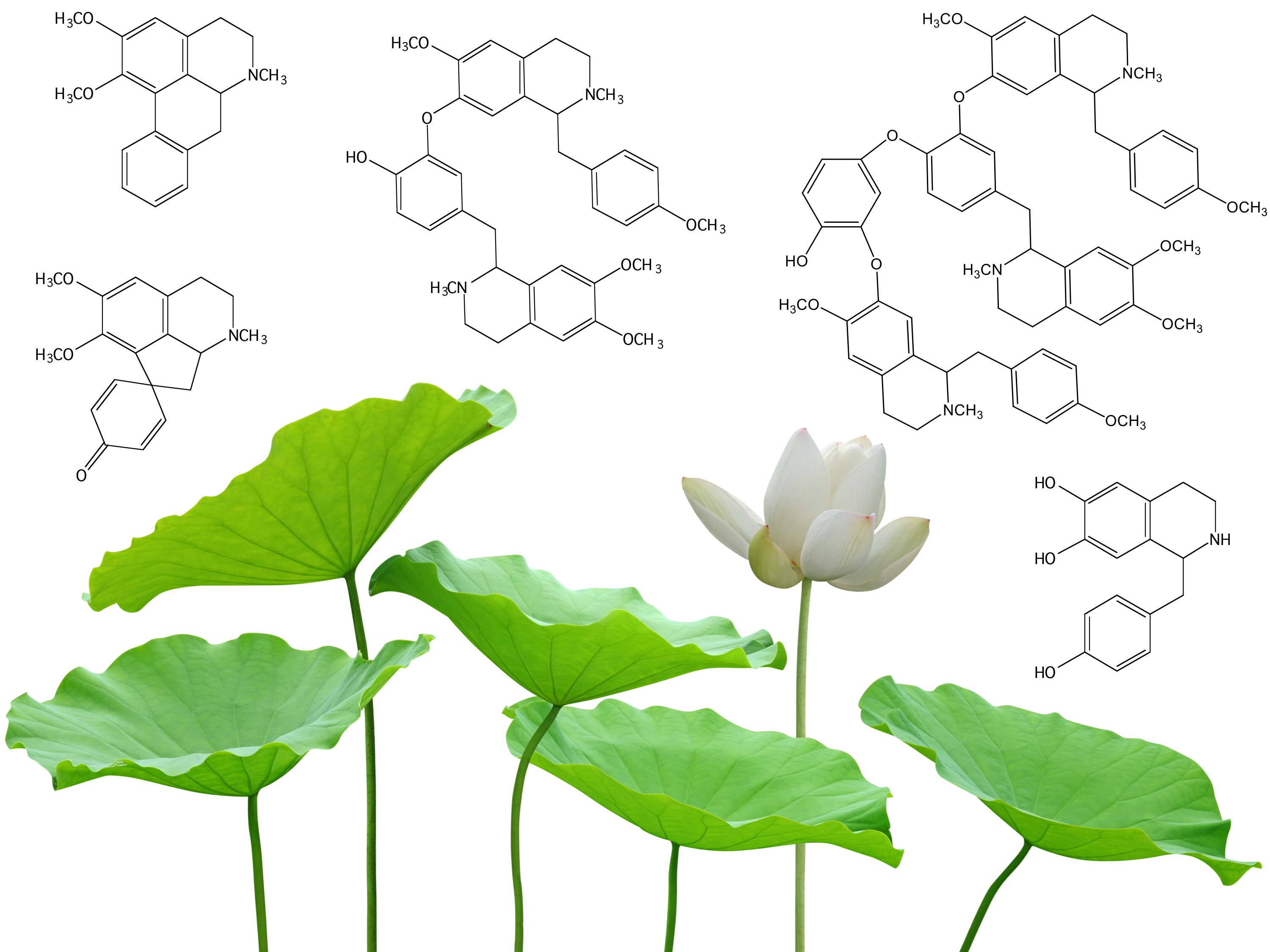 Molecules Free Full Text Benzylisoquinoline Alkaloids Biosynthesis In Sacred Lotus
