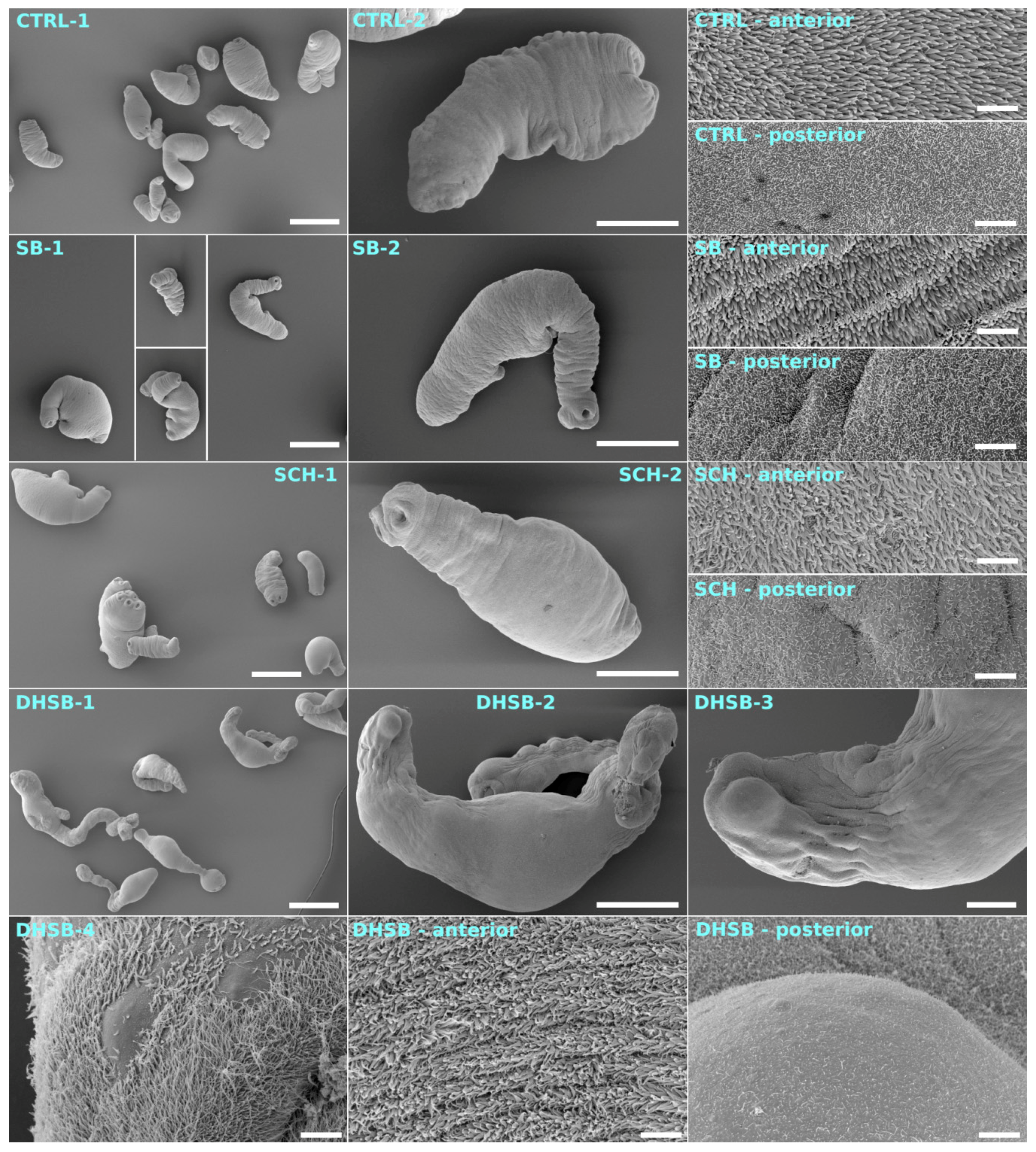Molecules 23 02999 g006