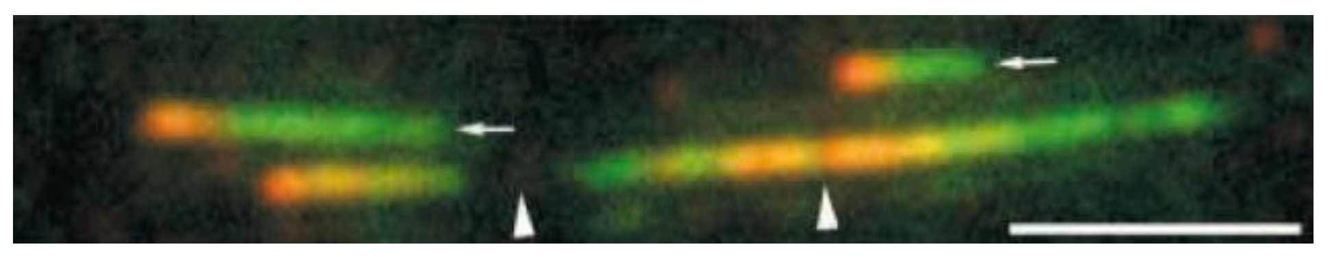 Molecules 23 03007 g002 Molecules 23 03007 g002