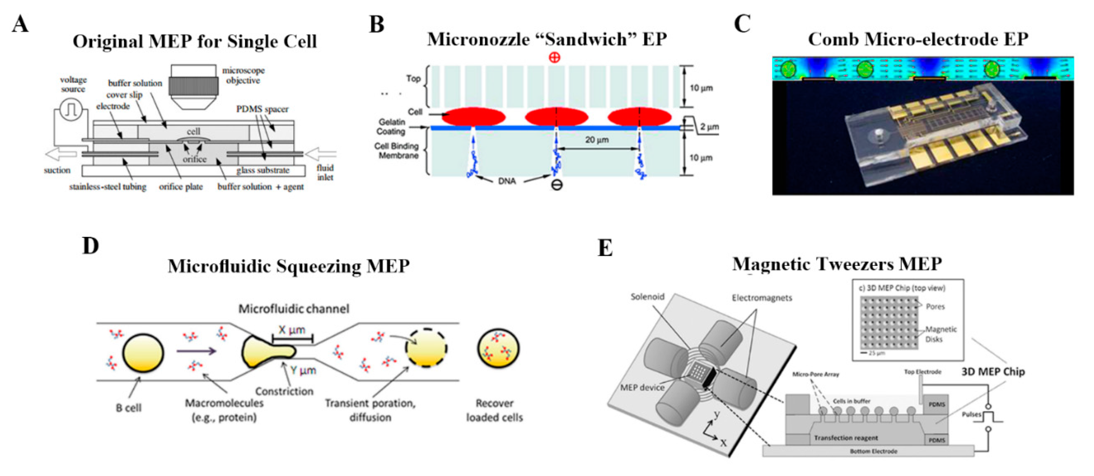 Molecules Free Full Text A Review On Electroporation Based Molecules Free Full Text A Review On Electroporation Based