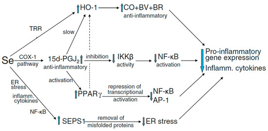 Molecules Free Full Text Selenium Selenoproteins And Female Reproduction A Review Html