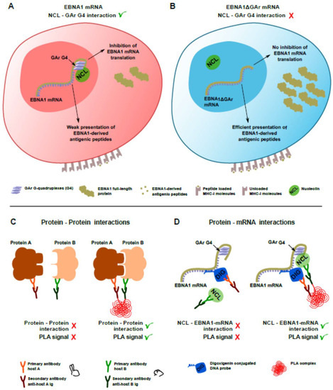 Molecules Free Full Text In Cellulo Protein Mrna Interaction Assay To Determine The Action Of G Quadruplex Binding Molecules Html