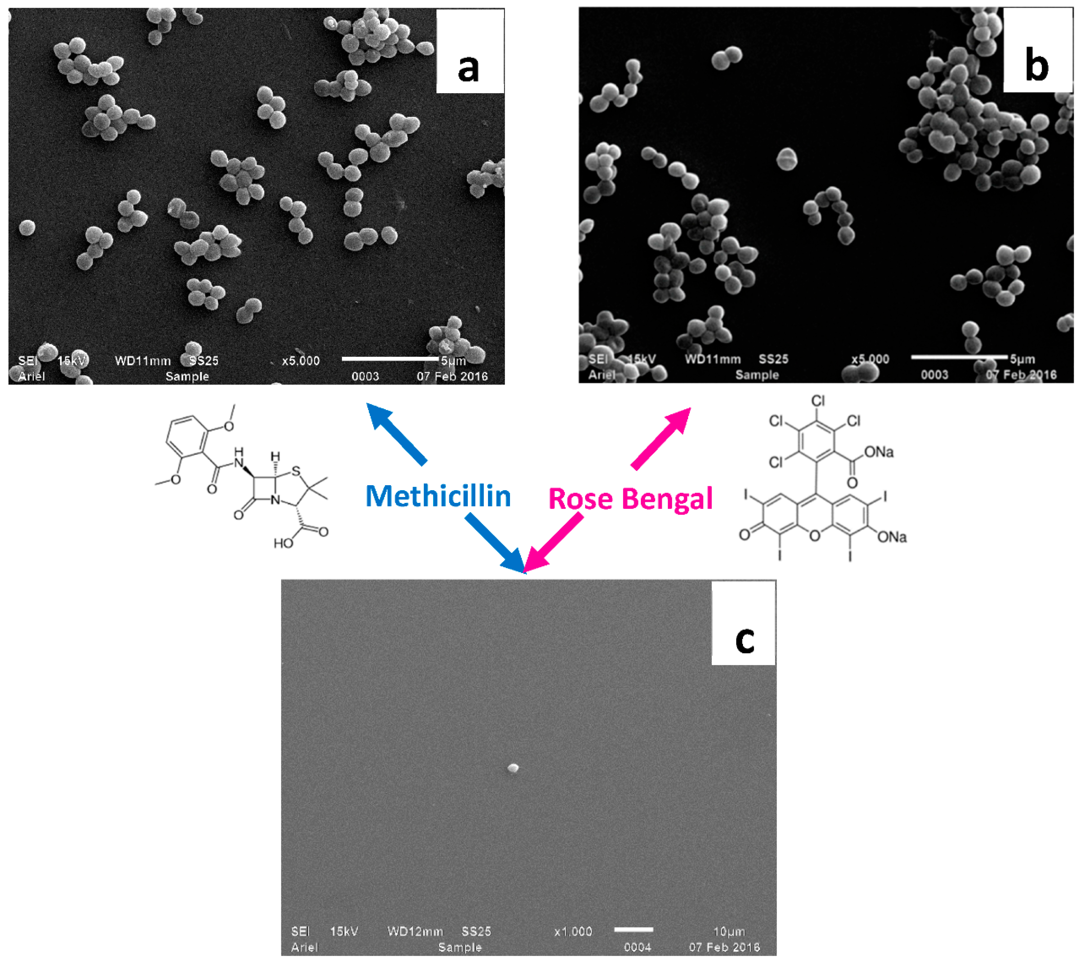 Molecules Free Full Text Effect Of Photodynamic Antibacterial Chemotherapy Combined With Antibiotics On Gram Positive And Gram Negative Bacteria Html