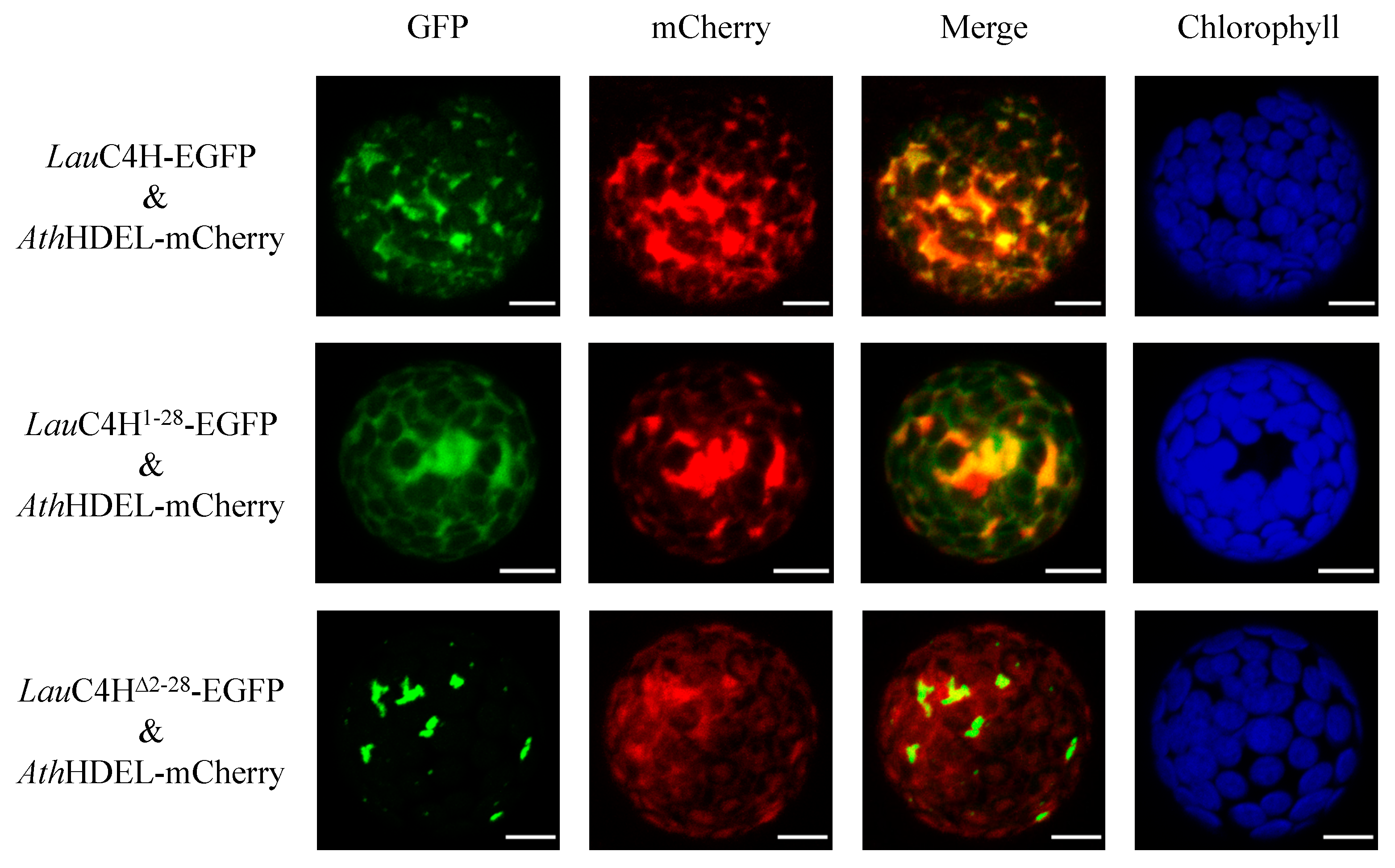 Molecules 23 03185 g004 Molecules 23 03185 g004