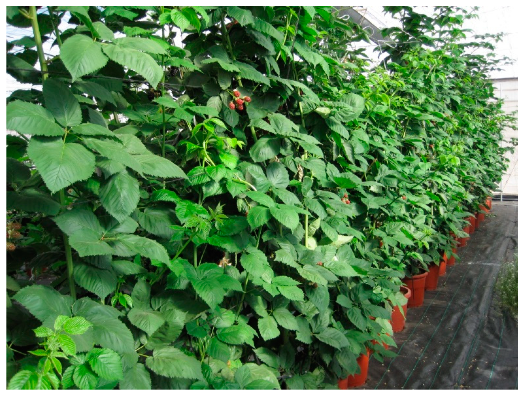 Molecules 23 03191 g006 Molecules 23 03191 g006