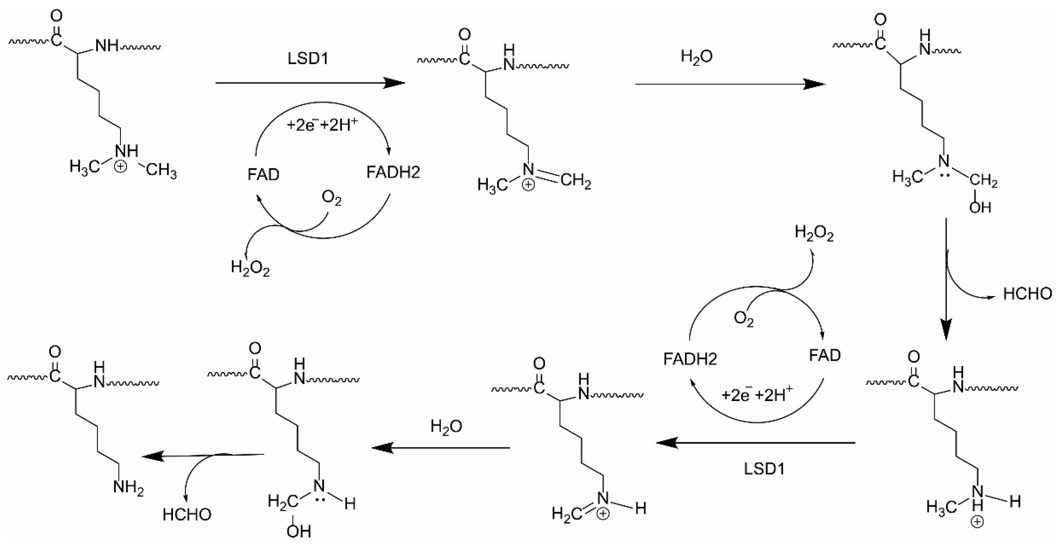 Molecules 23 03194 g001 Molecules 23 03194 g001