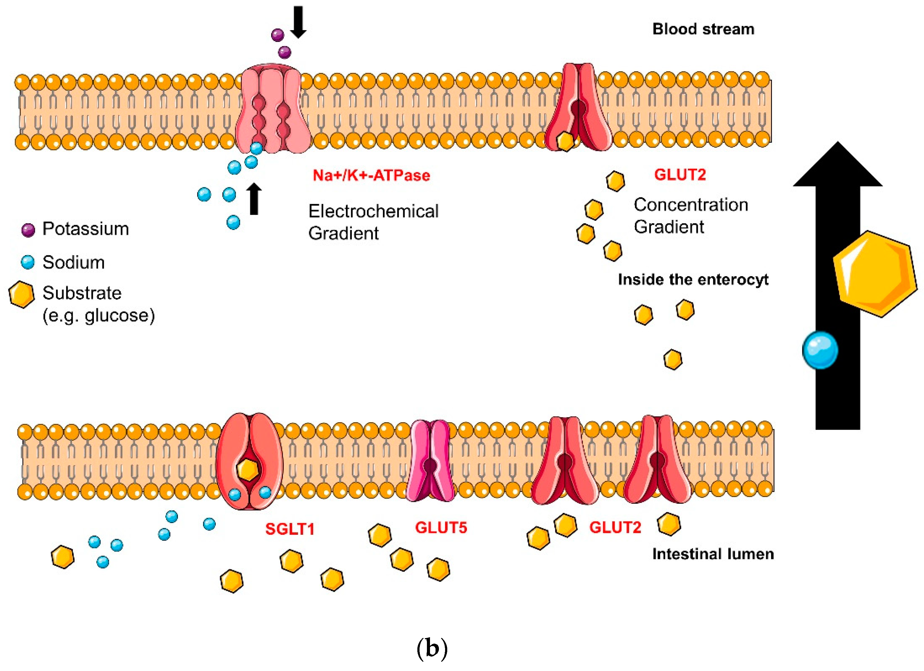 Molecules 23 03290 i004